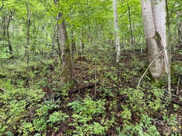 TBD Meadow Fork Road - Photo 13
