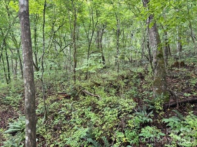 TBD Meadow Fork Road - Photo 14