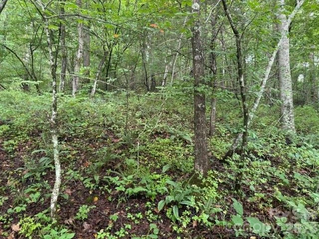 TBD Meadow Fork Road - Photo 10