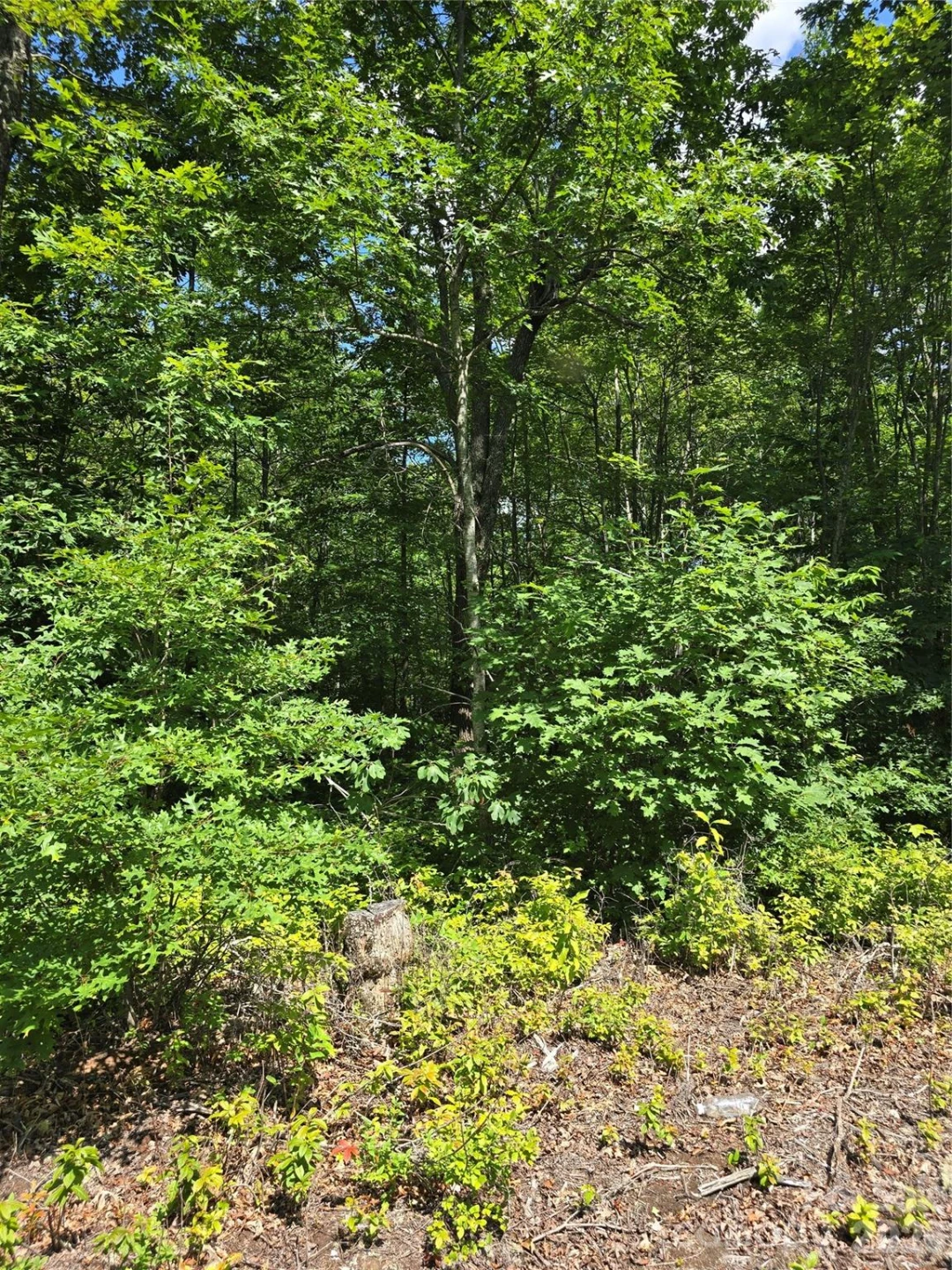 0000 Nancy Mountain Road - Photo 15