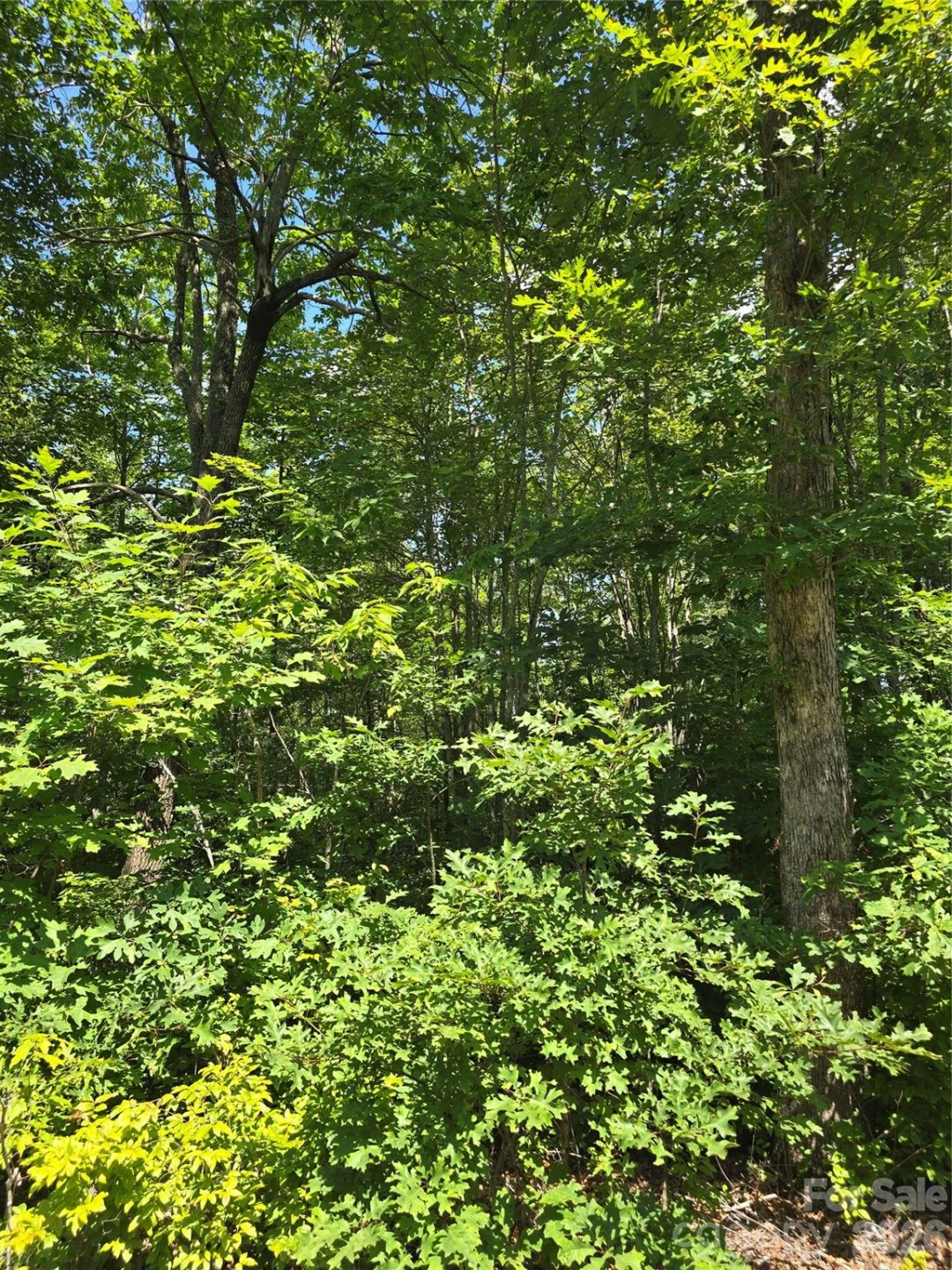 0000 Nancy Mountain Road - Photo 16