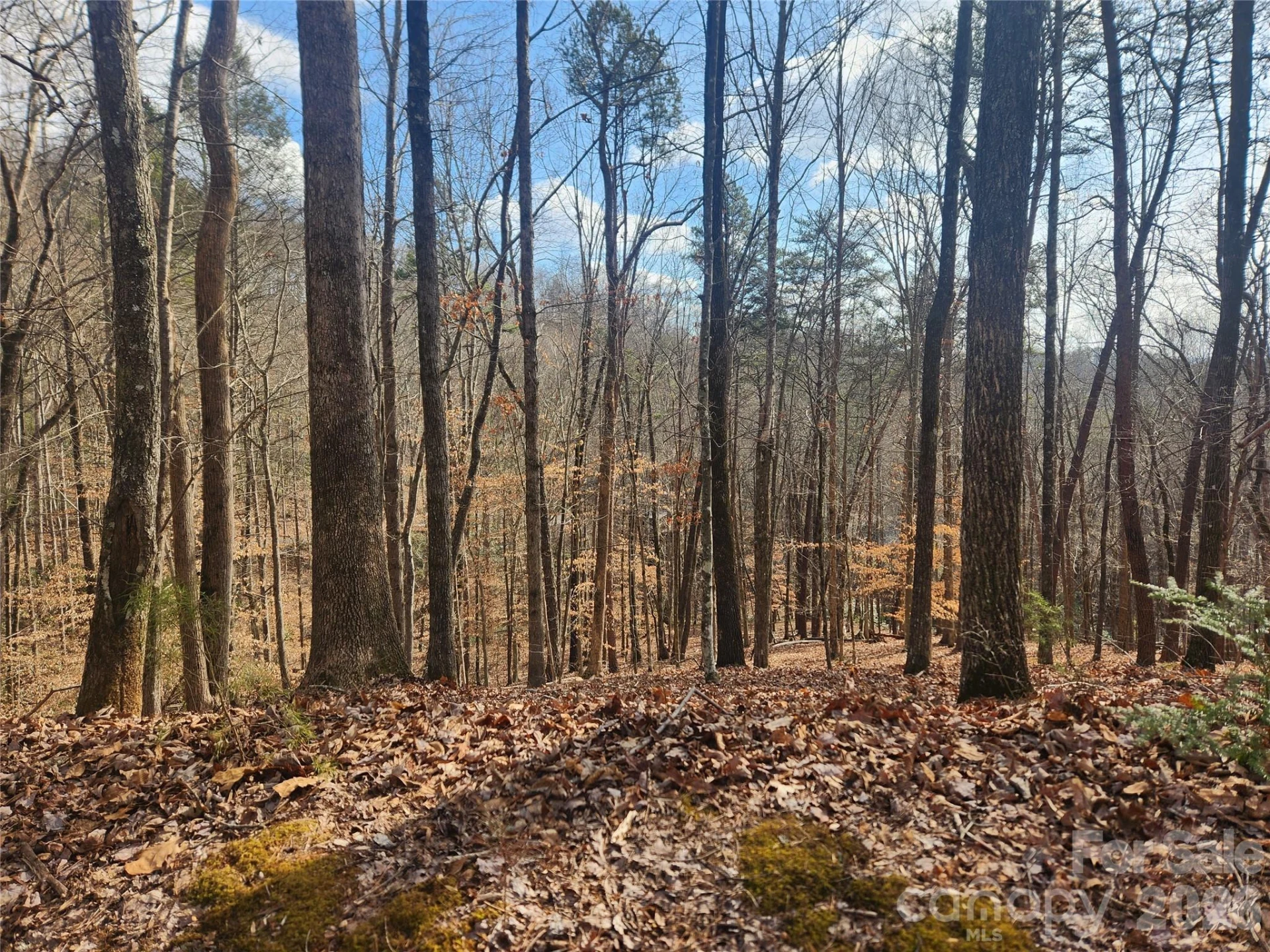Lot 83 Walnut Lane - Photo 5