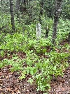 FR16 opossum Path #FR 16 - Photo 10