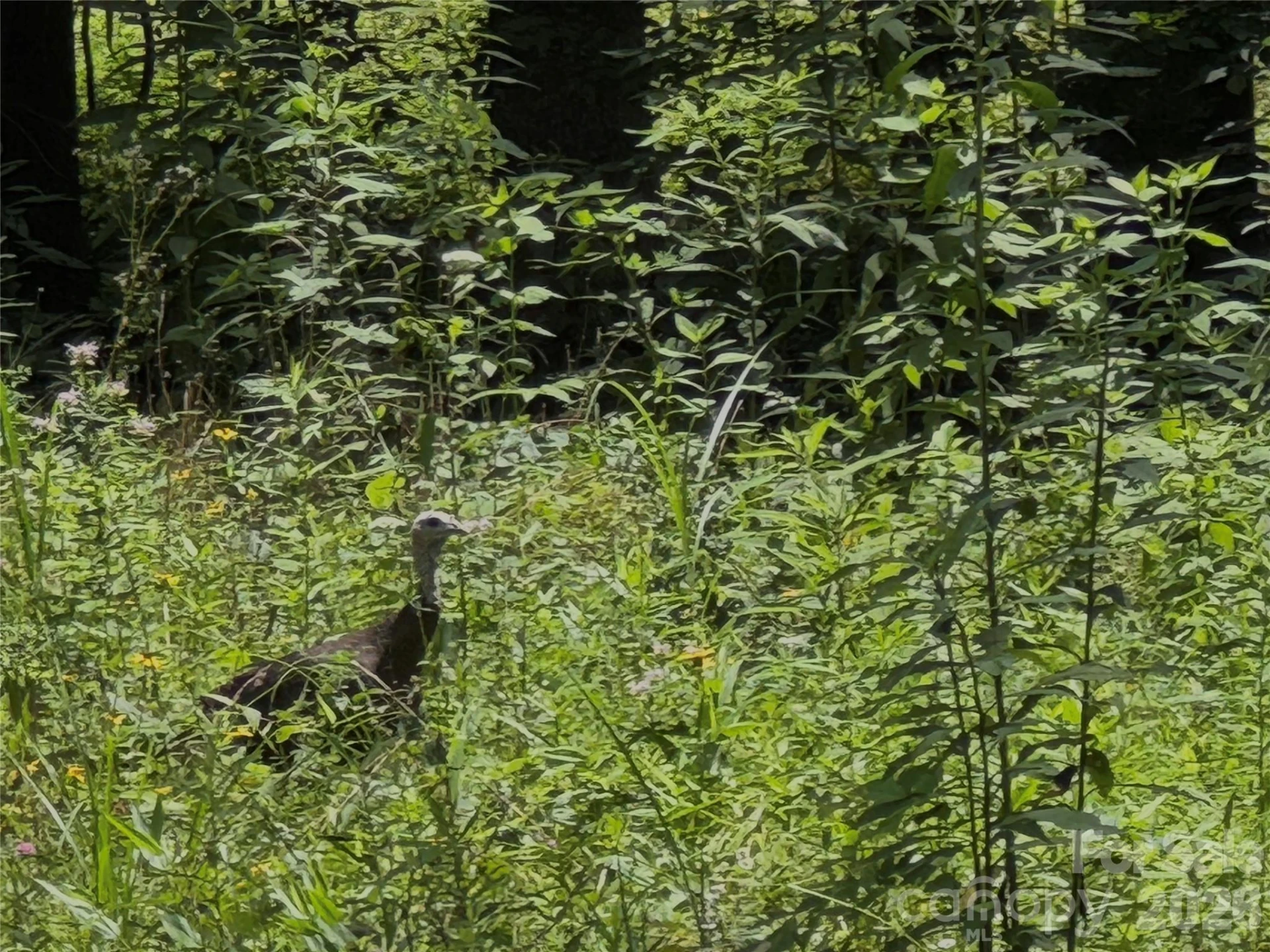 TBD Paint Fork Road - Photo 12