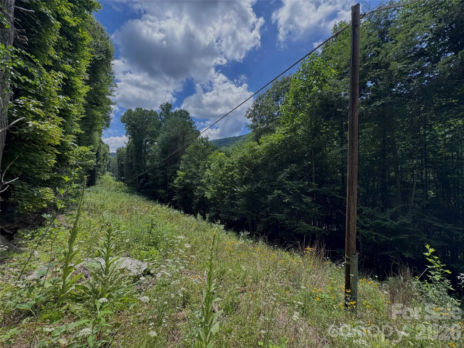 TBD Paint Fork Road - Photo 13