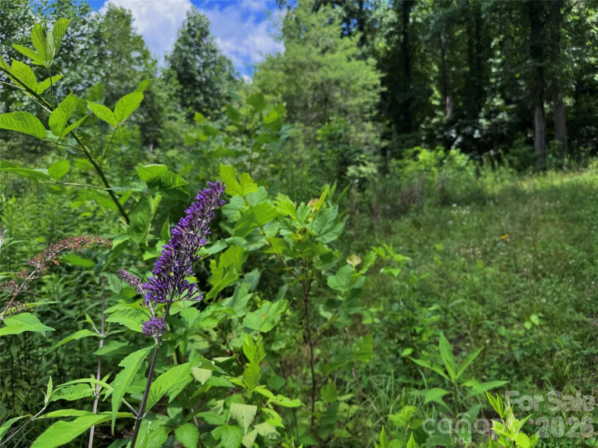 TBD Paint Fork Road - Photo 20