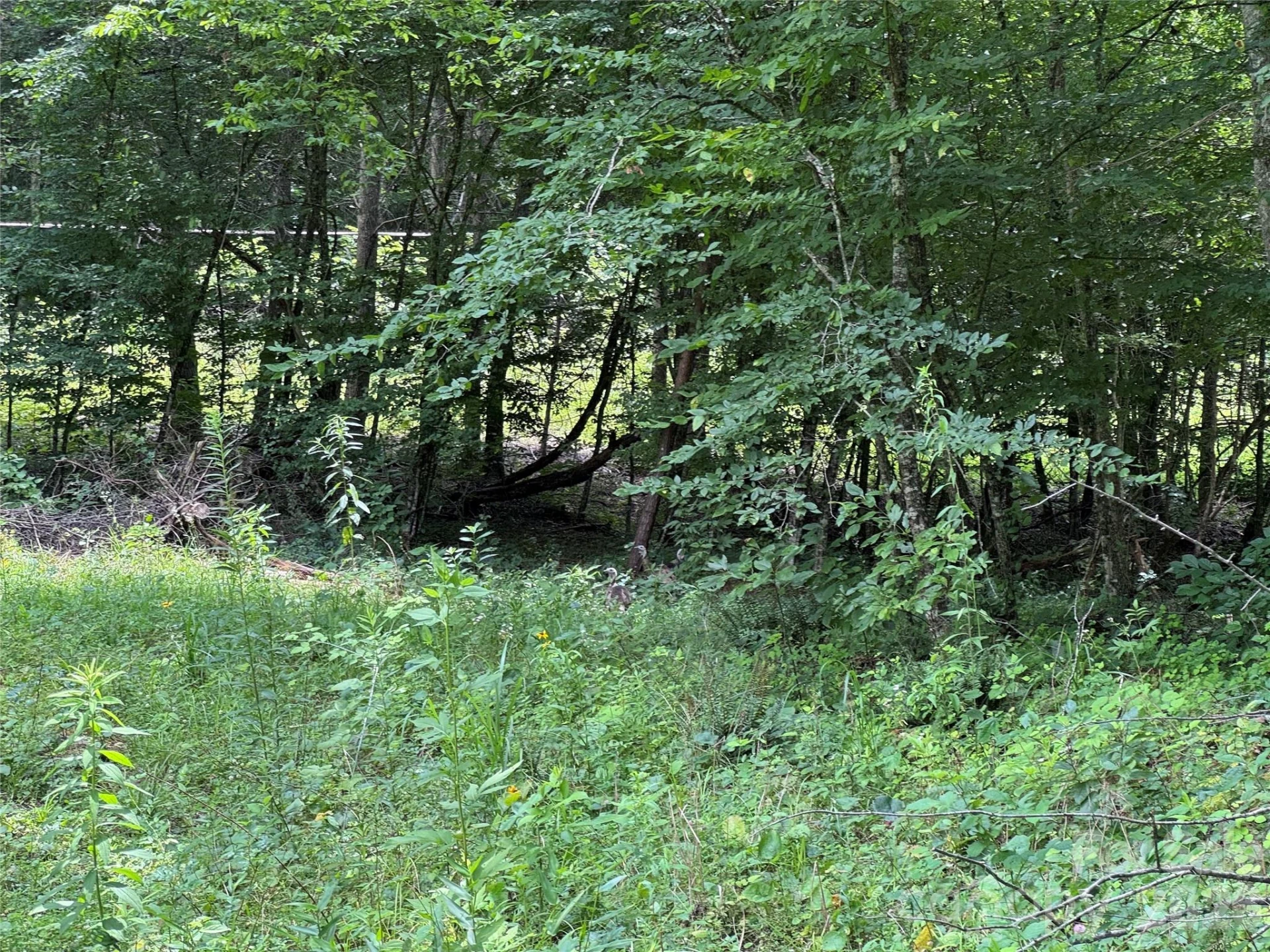 TBD Paint Fork Road - Photo 22