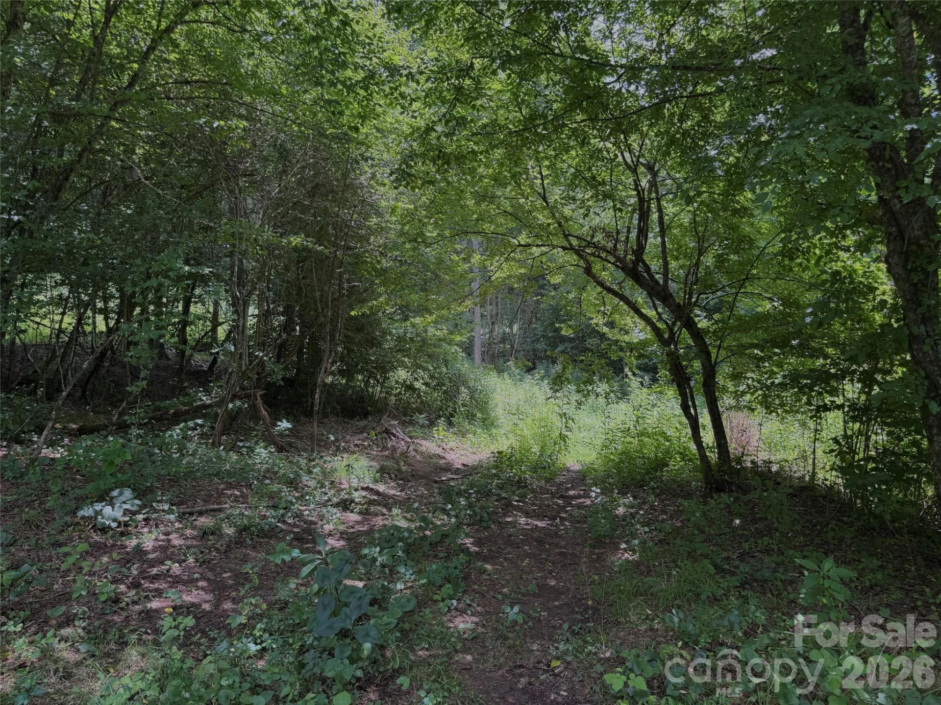 TBD Paint Fork Road - Photo 23