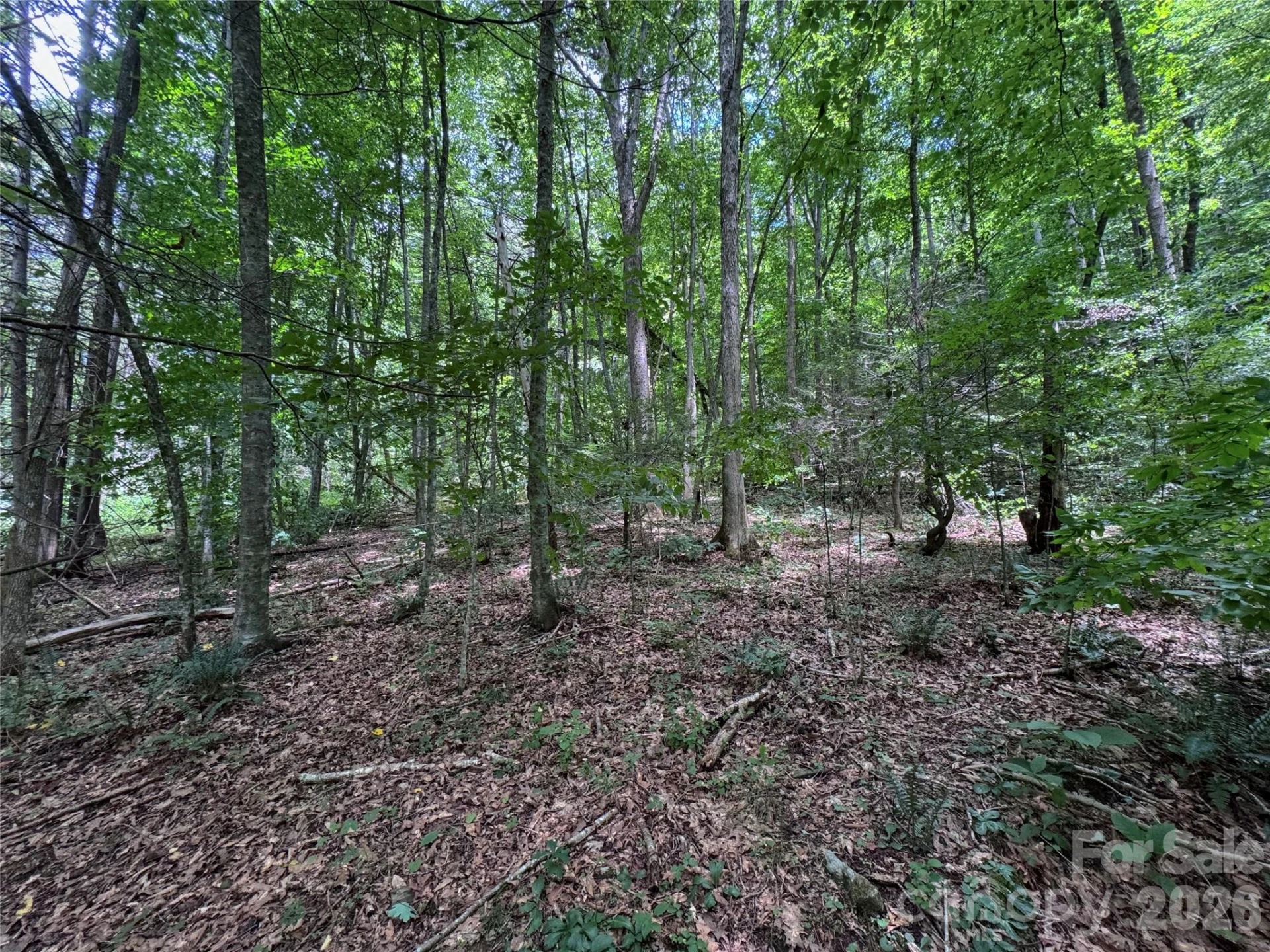 TBD Paint Fork Road - Photo 24