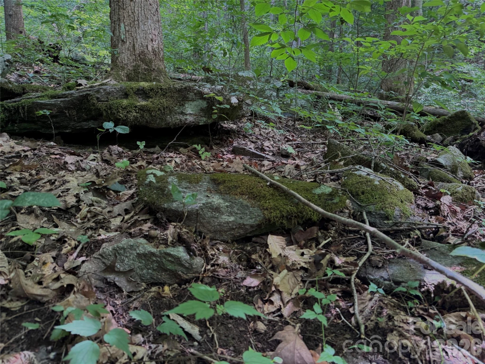 TBD Paint Fork Road - Photo 25