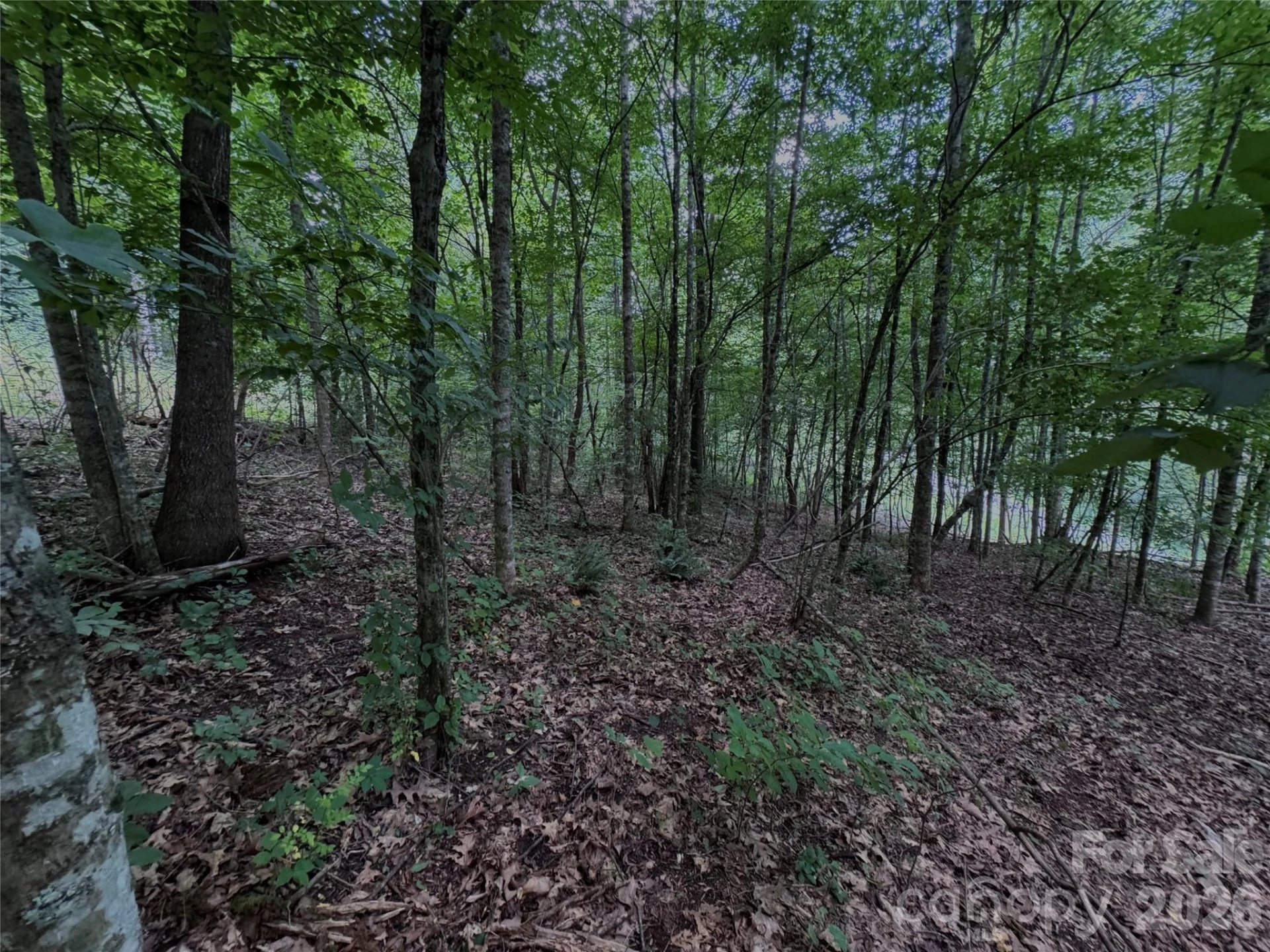 TBD Paint Fork Road - Photo 27