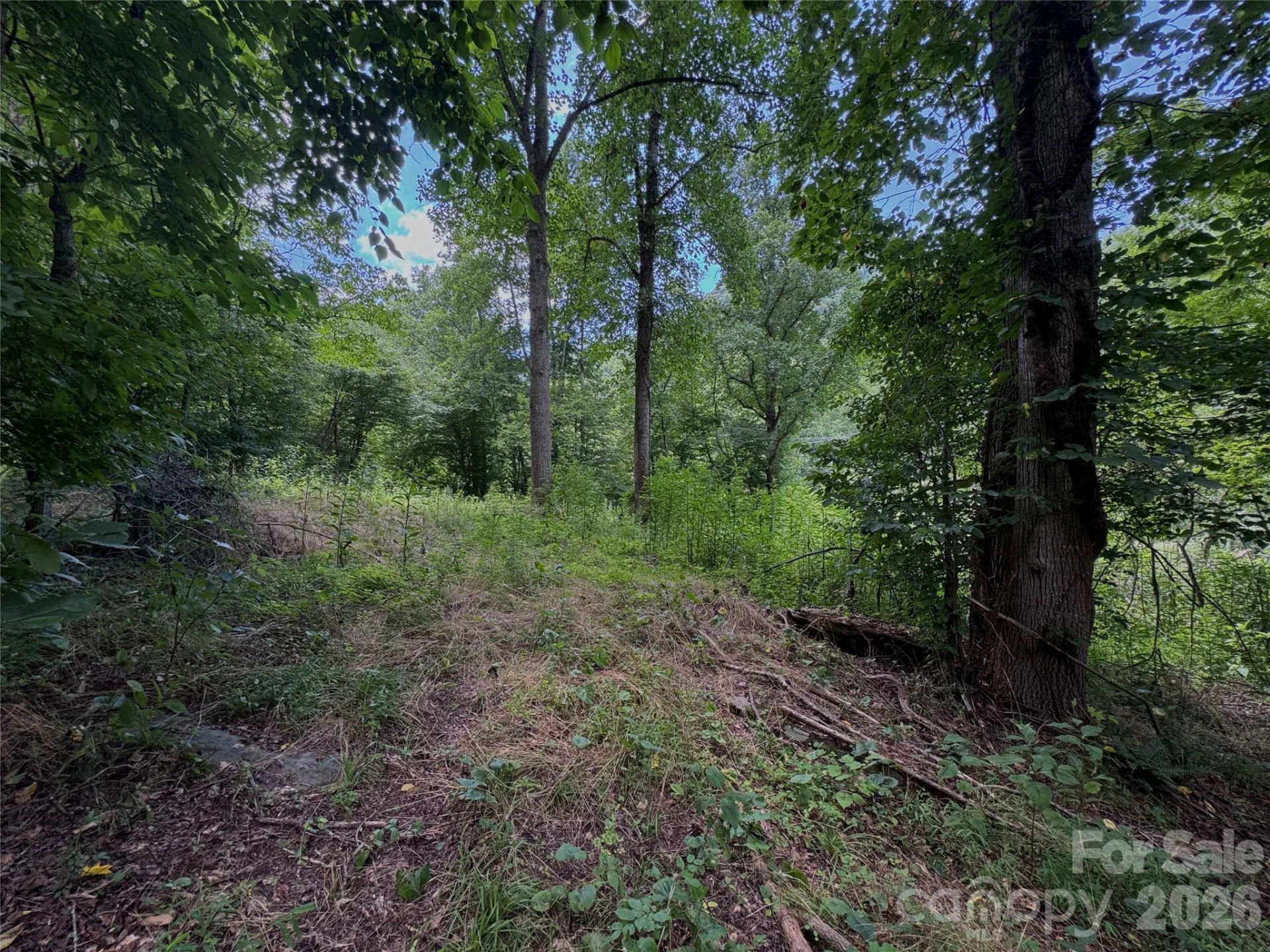 TBD Paint Fork Road - Photo 28