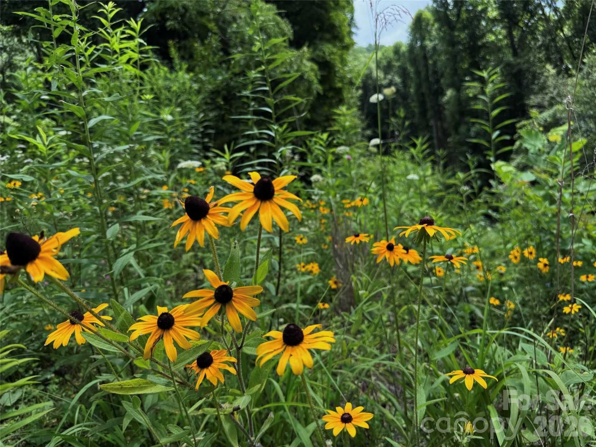TBD Paint Fork Road - Photo 5