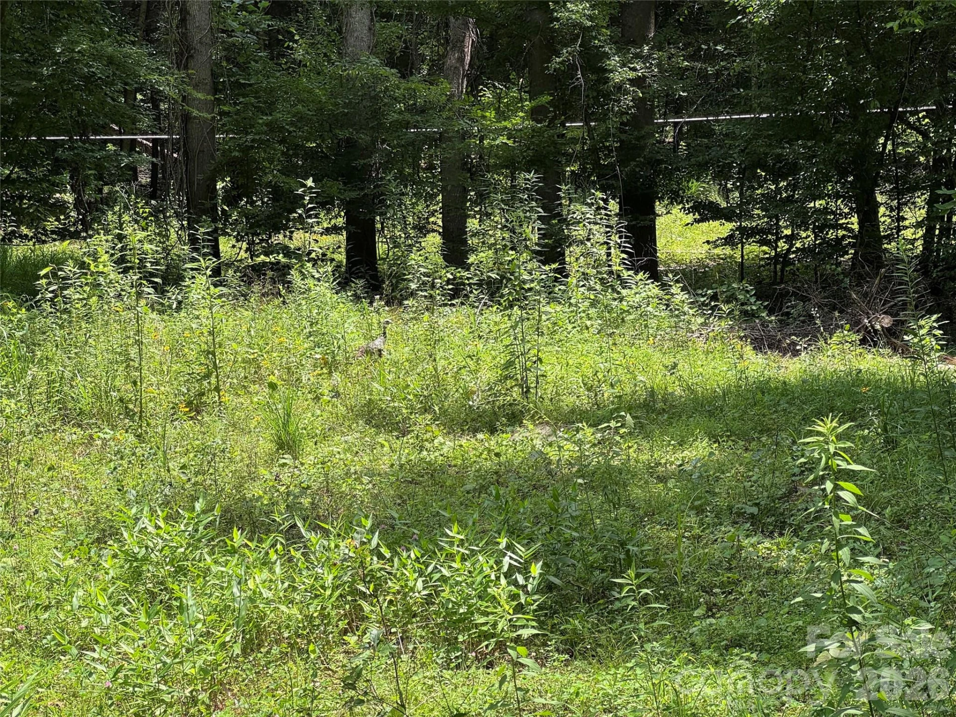 TBD Paint Fork Road - Photo 7
