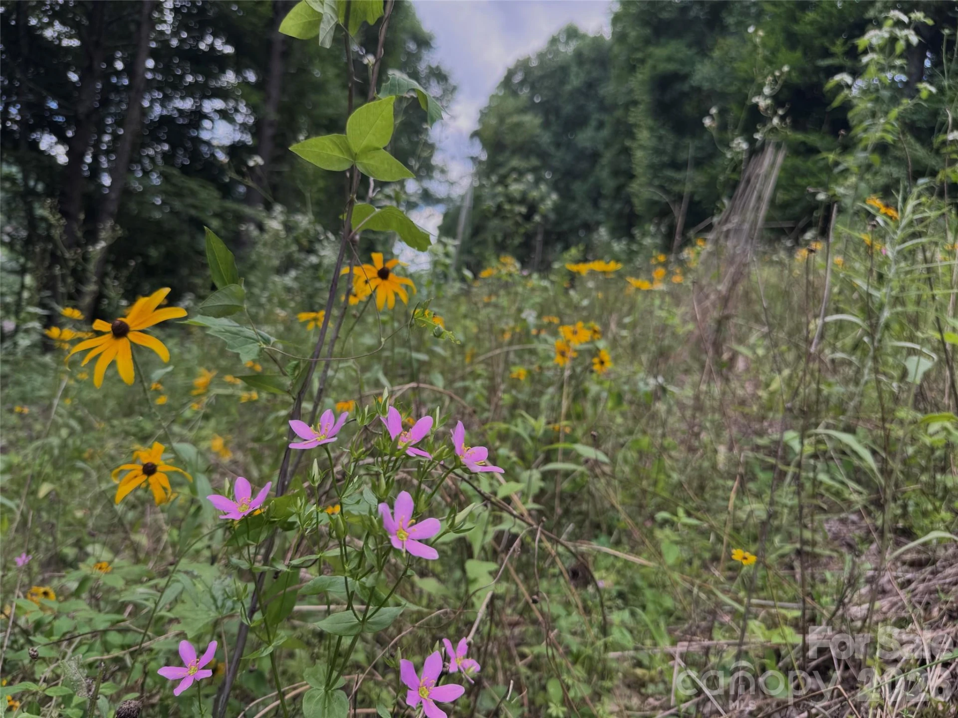 TBD Paint Fork Road - Photo 8