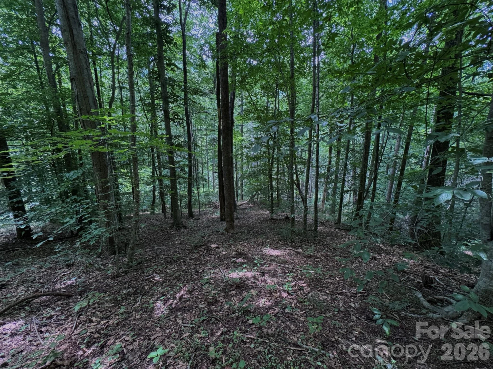 TBD Paint Fork Road - Photo 9