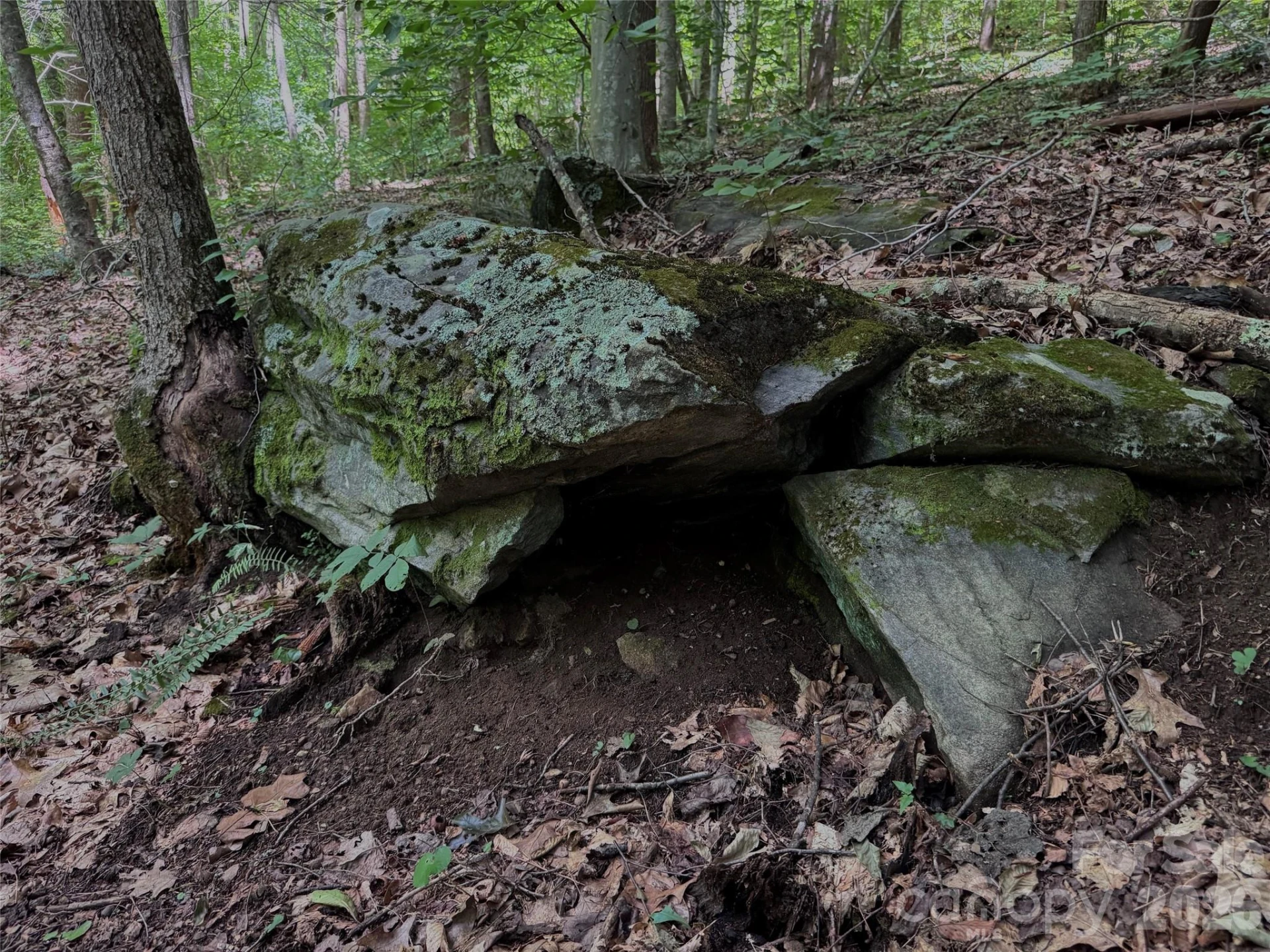 TBD Paint Fork Road - Photo 10