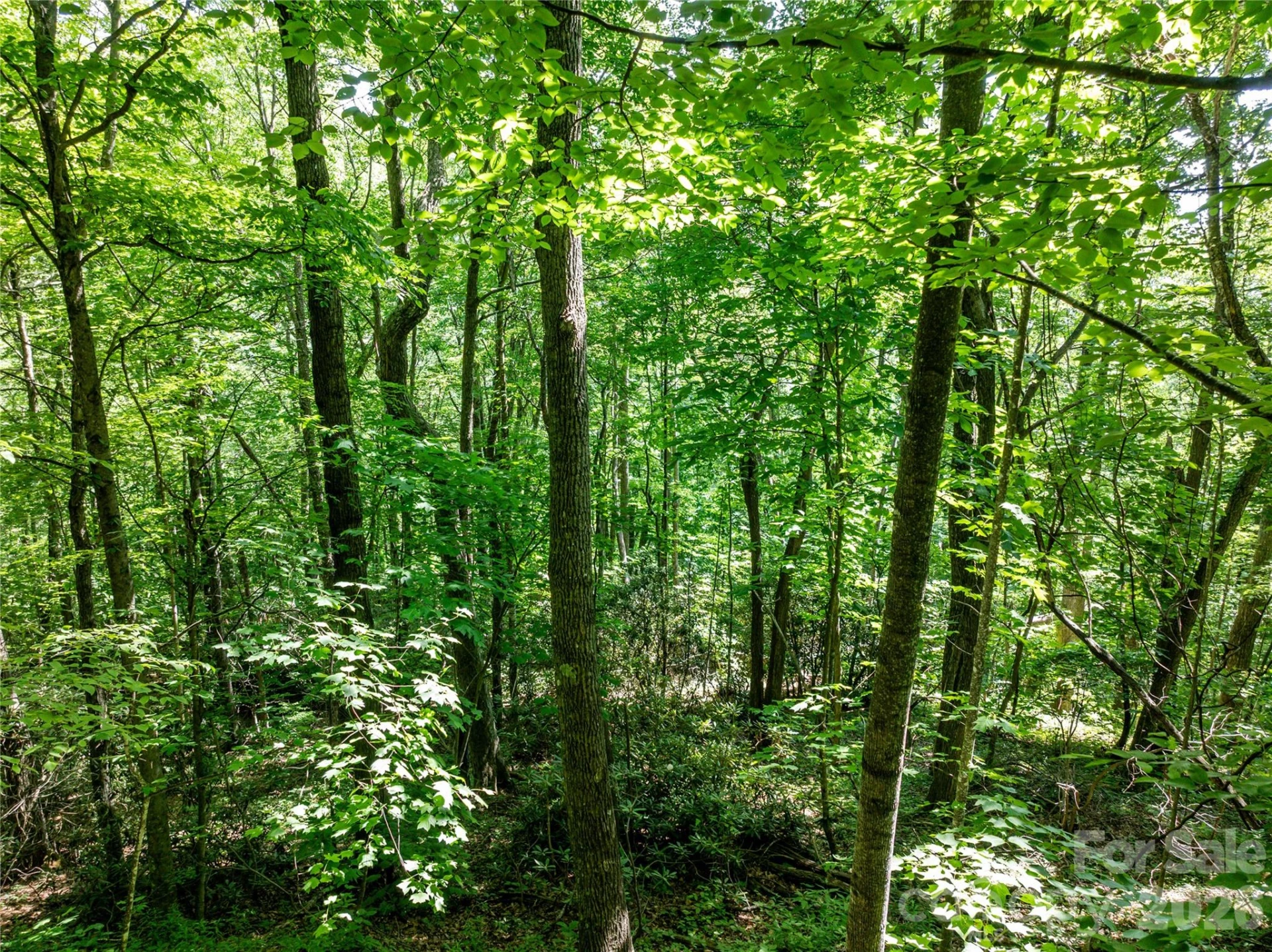 8 White Birch Court #424 - Photo 2