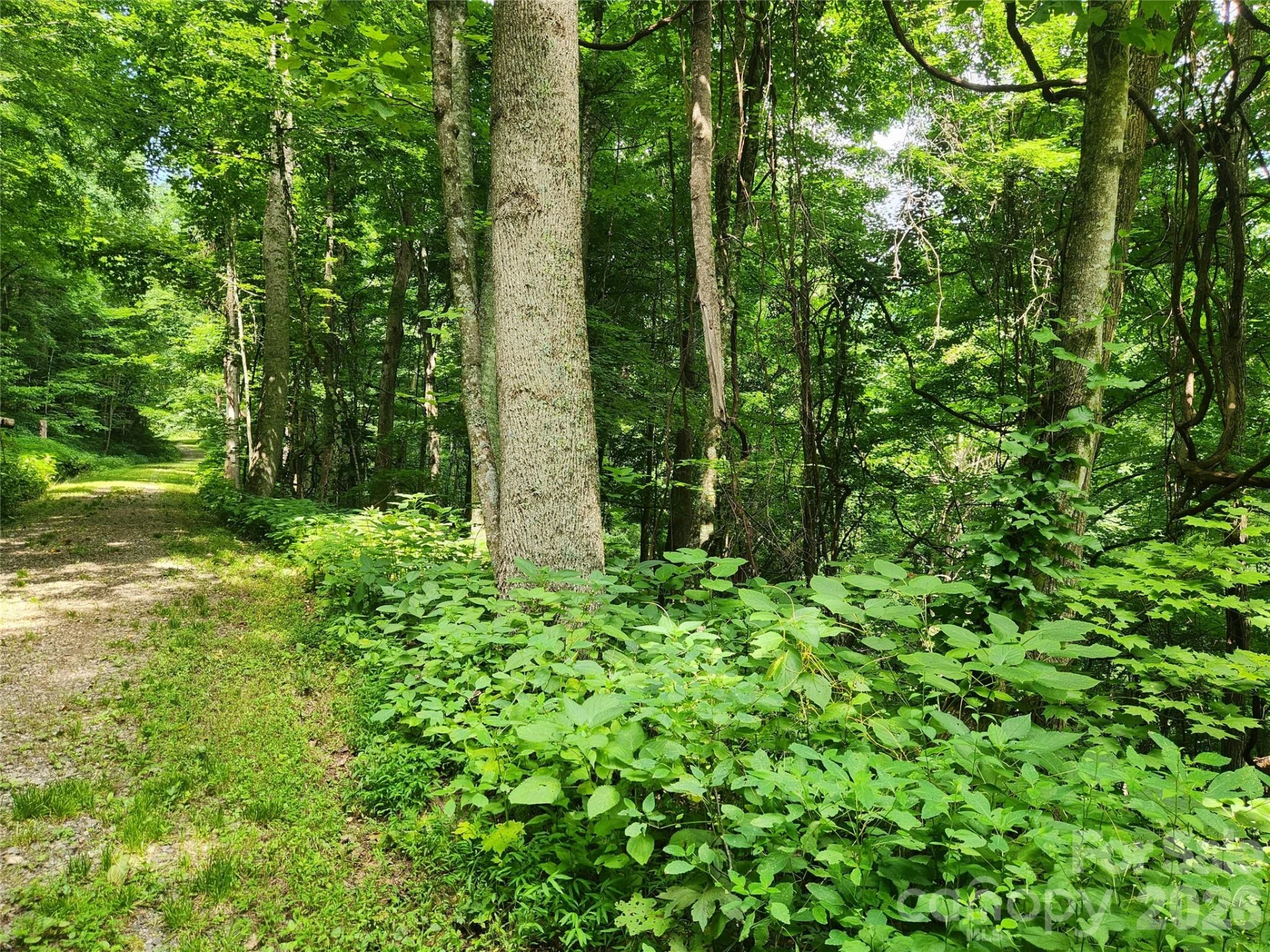 0000 Jacks Knob Road - Photo 2