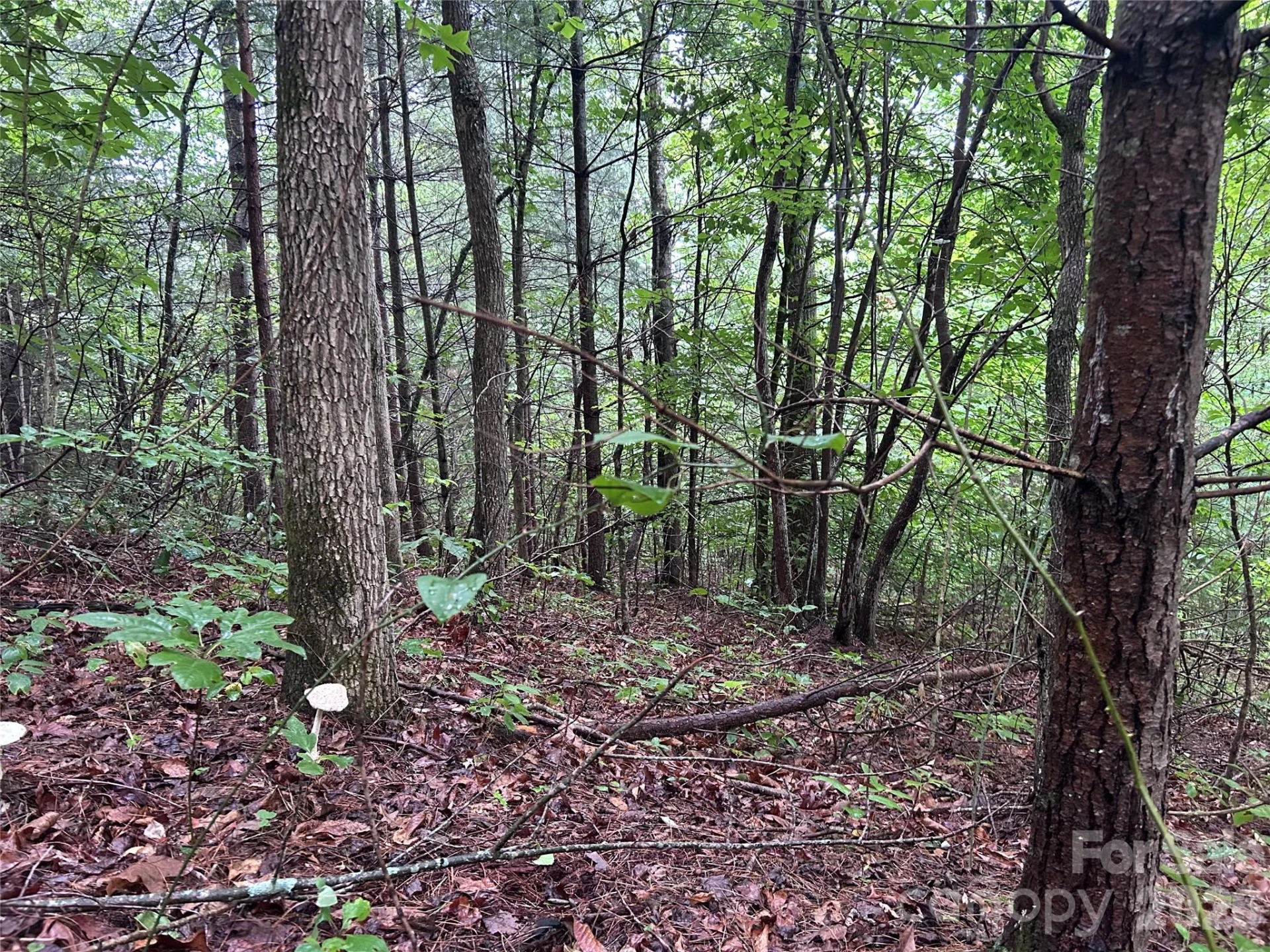 565 Pine Cone Trail - Photo 15