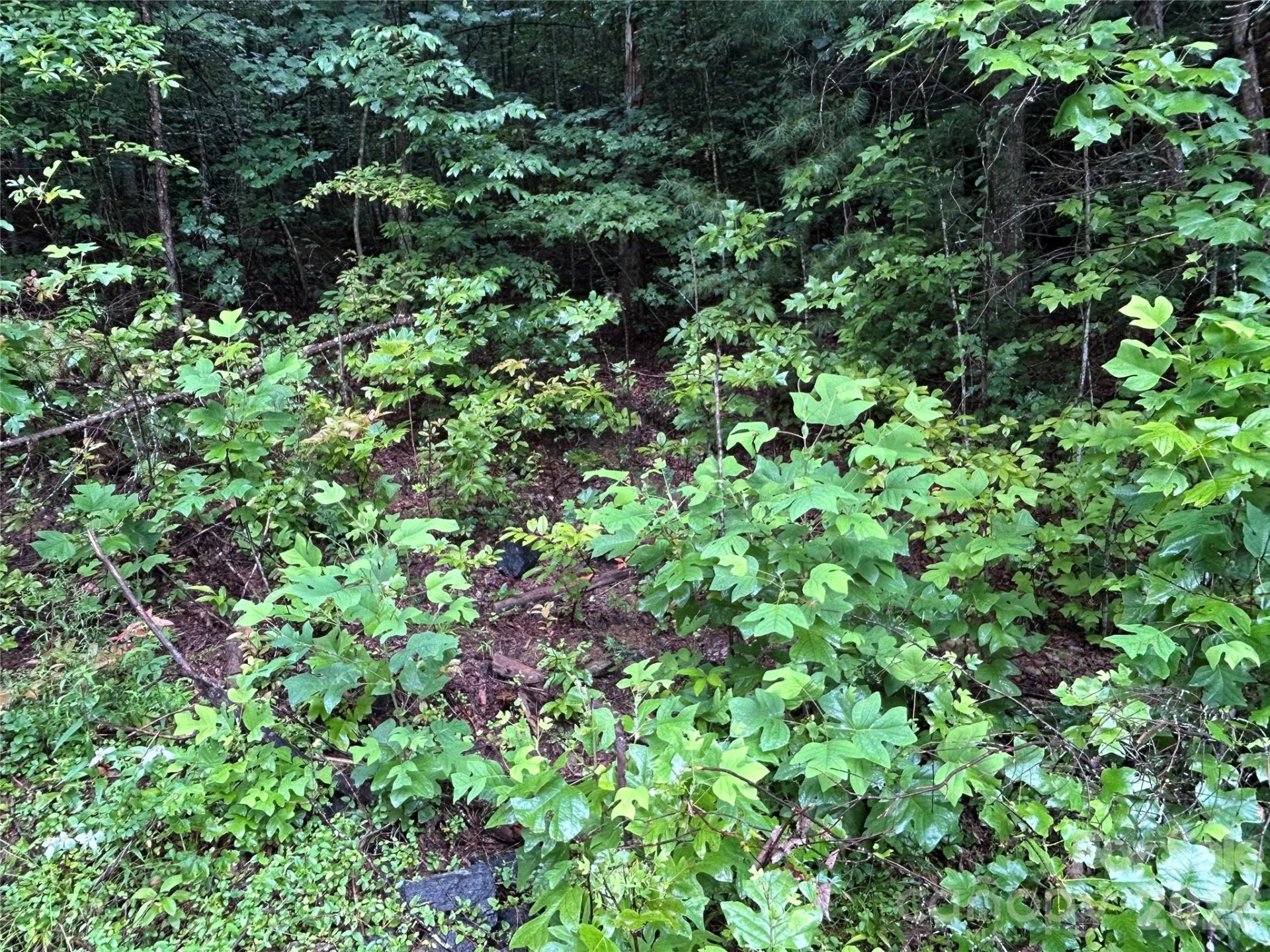565 Pine Cone Trail - Photo 6