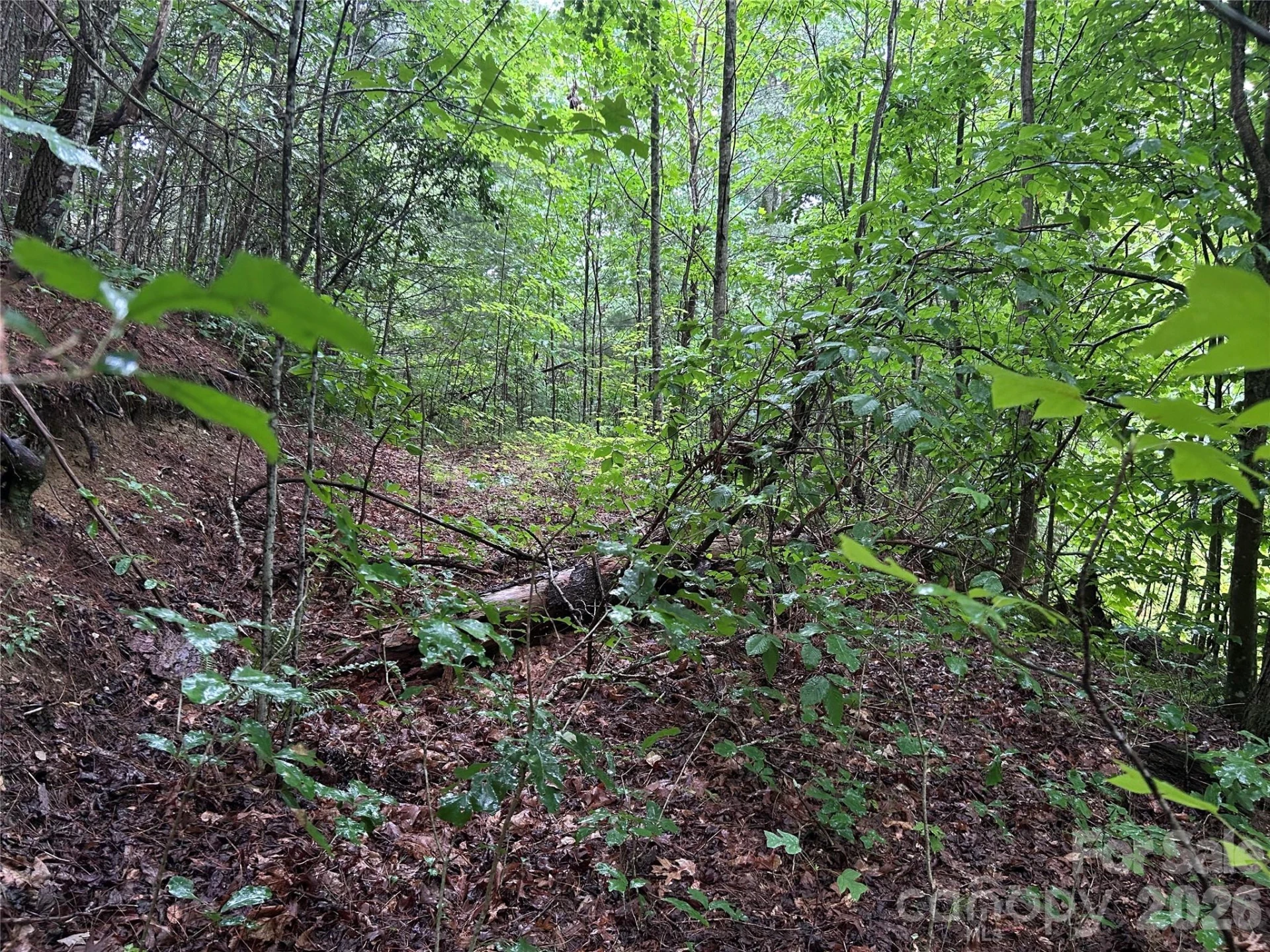 565 Pine Cone Trail - Photo 9