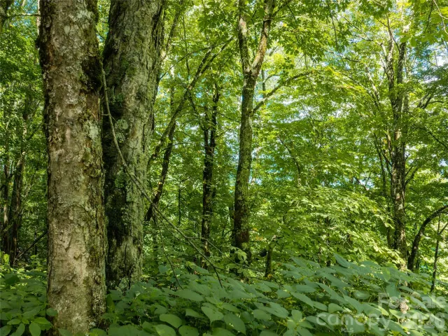 #E16 Adela Trail, Maggie Valley, NC, 28751