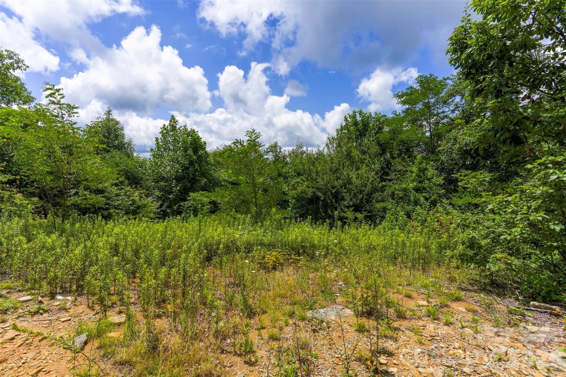 705 Pine Ridge Road #59 - Photo 2