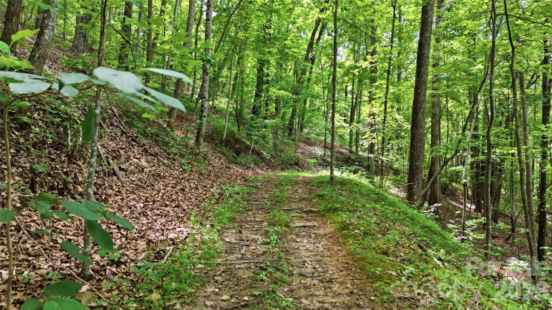 316-318 Cane Creek Mountain Road - Photo 44