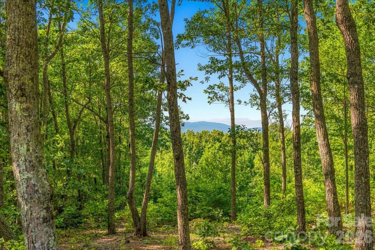 207 Mossy Oak Trail #166 - Photo 3