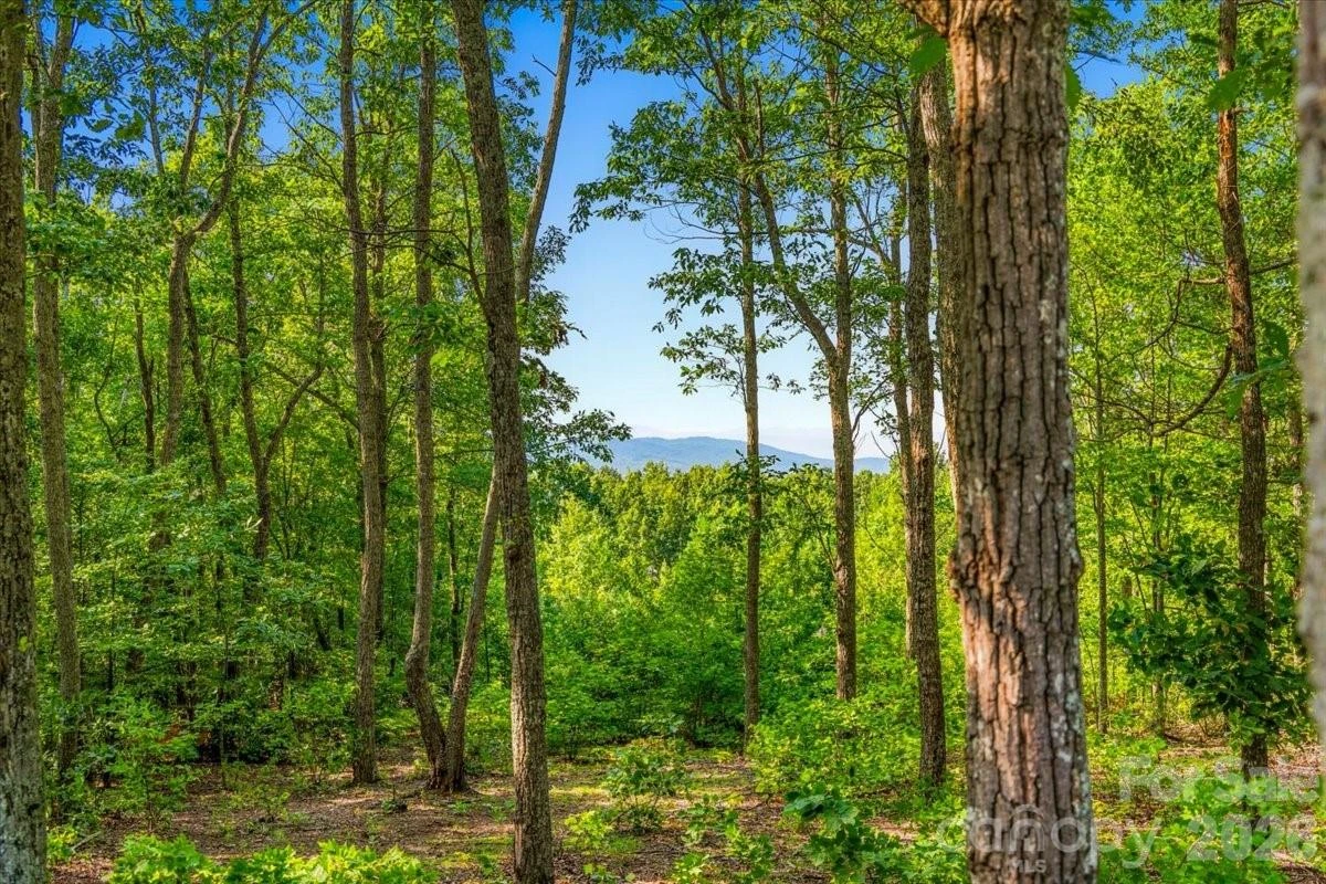 207 Mossy Oak Trail #166 - Photo 6