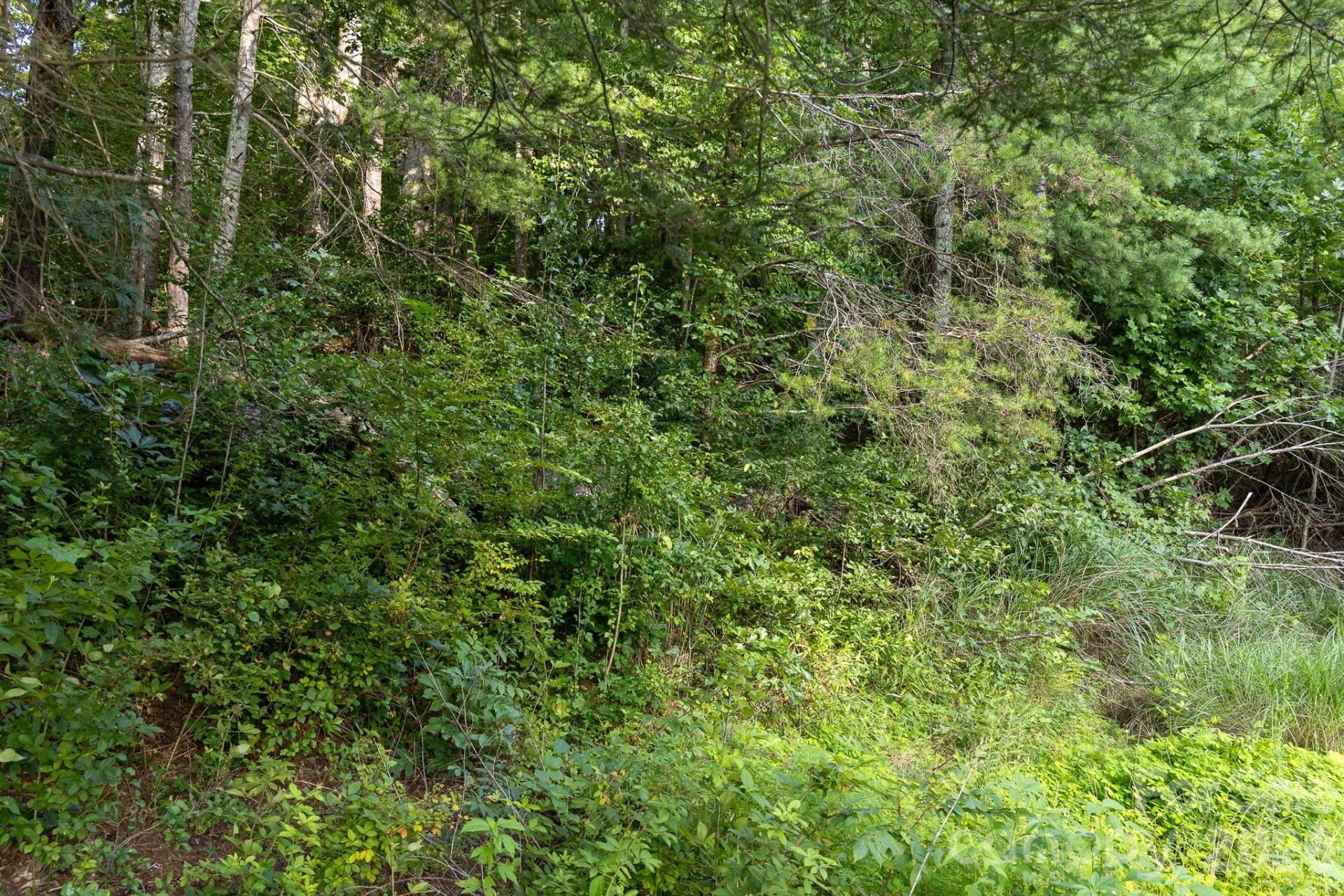 920 Mills Gap Road - Photo 3