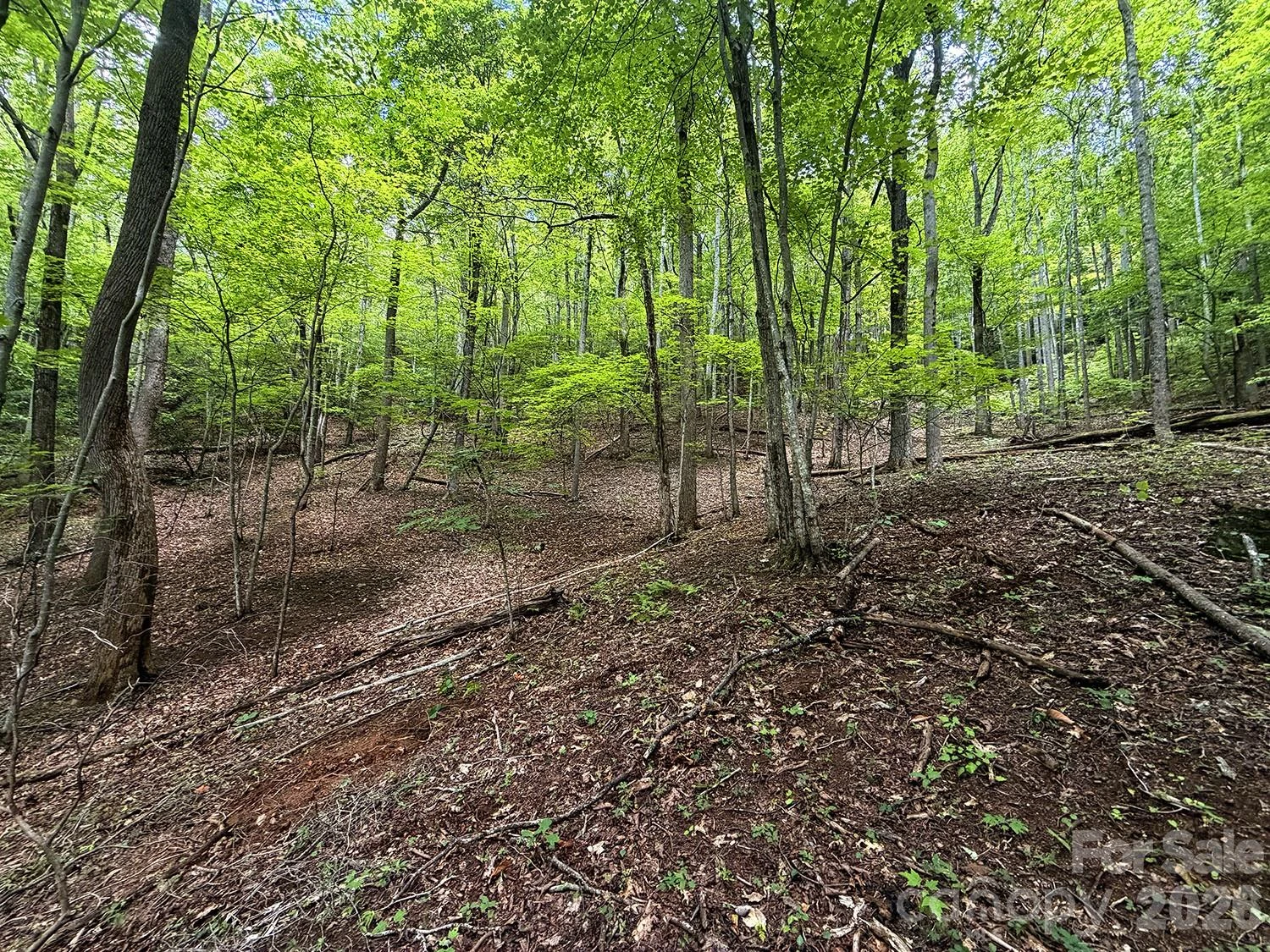7777 Saw Branch Road - Photo 6
