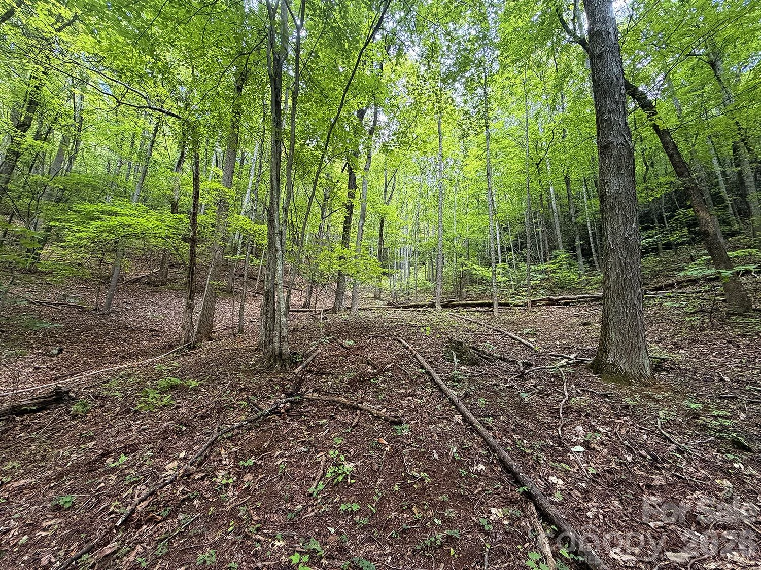 7777 Saw Branch Road - Photo 8
