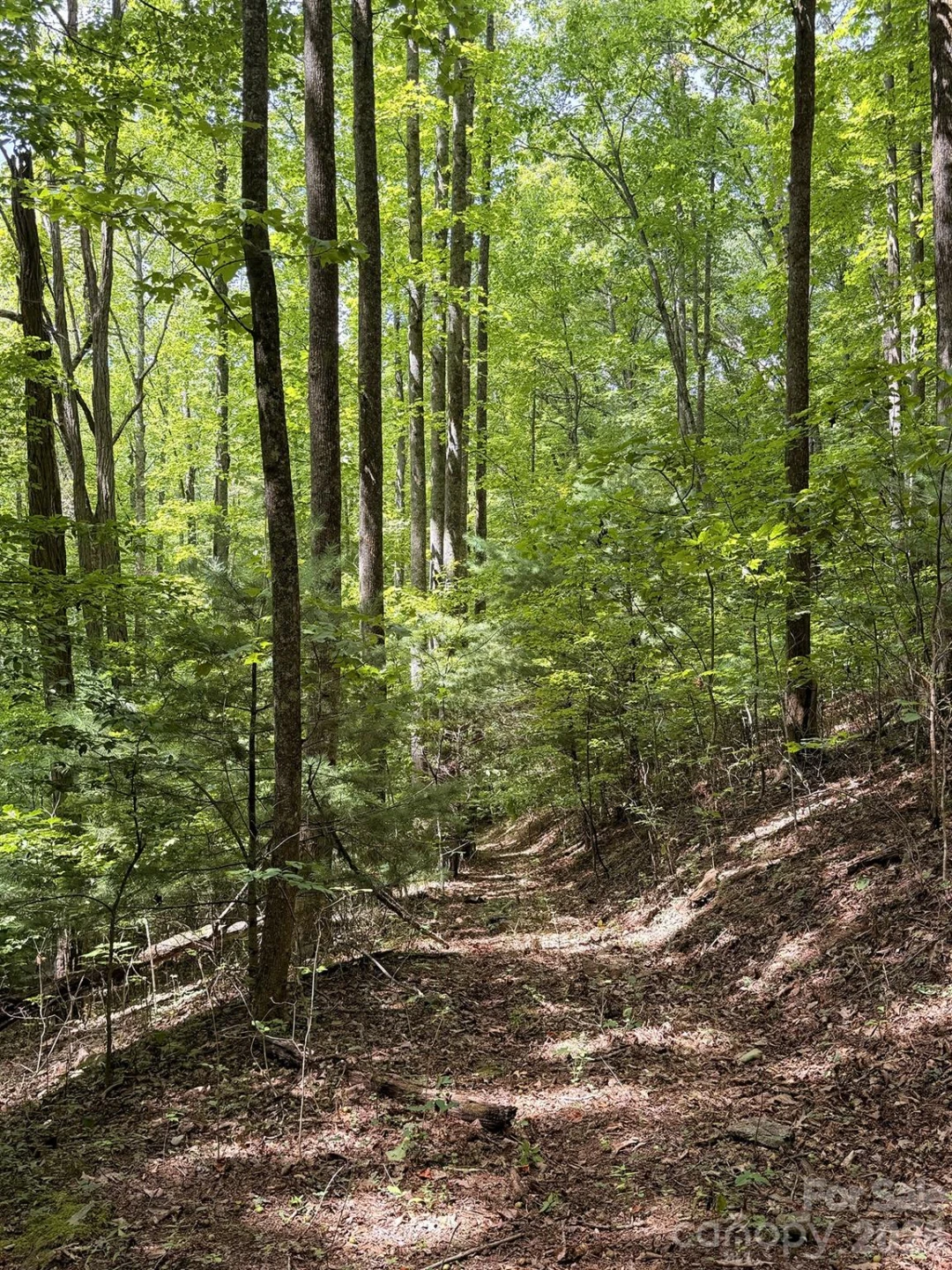 7777 Saw Branch Road - Photo 12