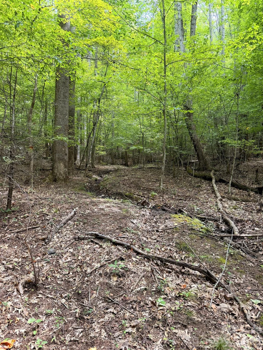 7777 Saw Branch Road - Photo 13