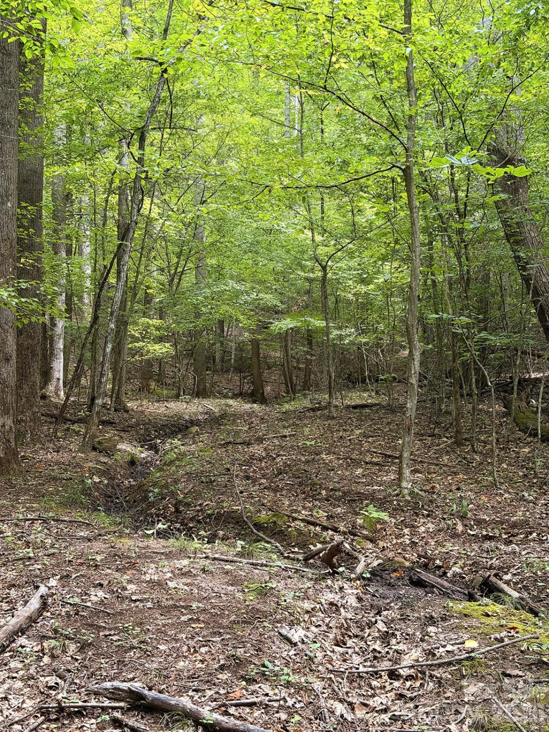7777 Saw Branch Road - Photo 14