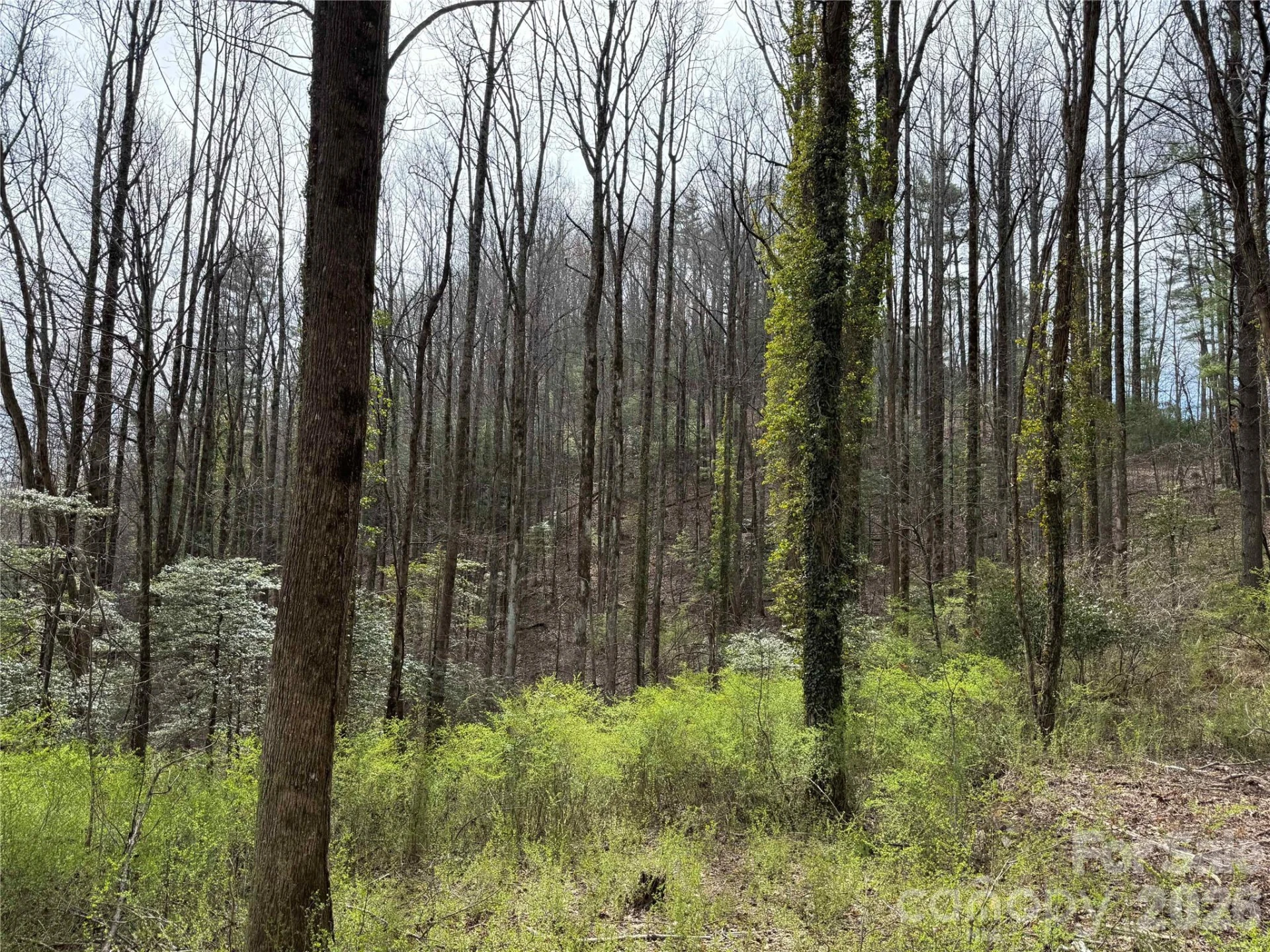 L8 Black Bear Court - Photo 2