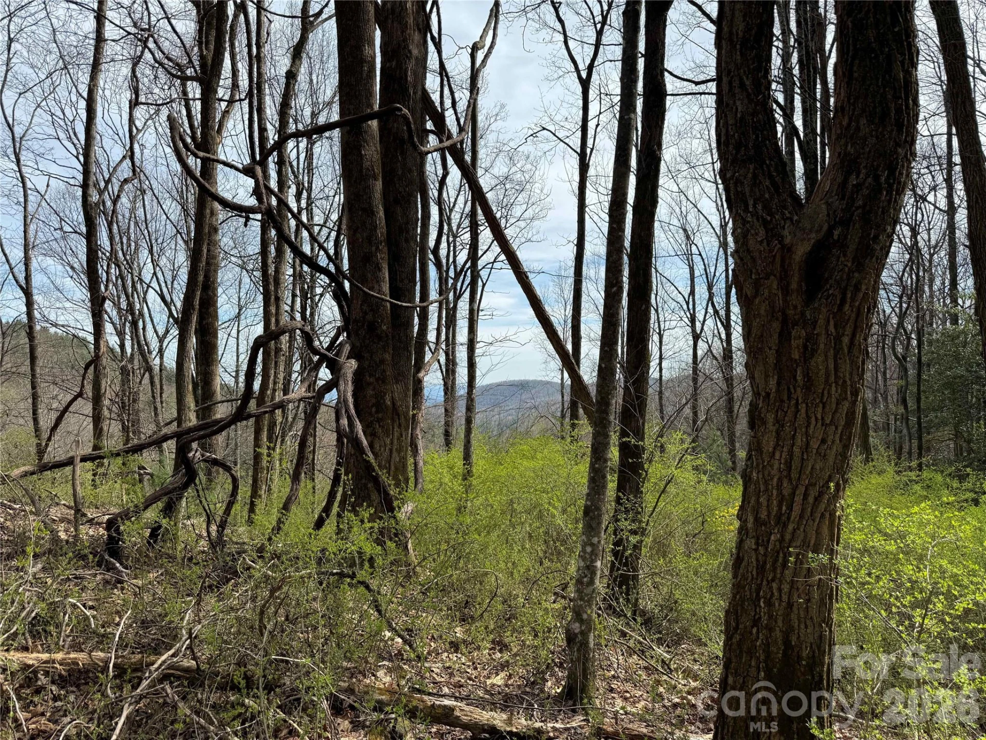 L8 Black Bear Court - Photo 3