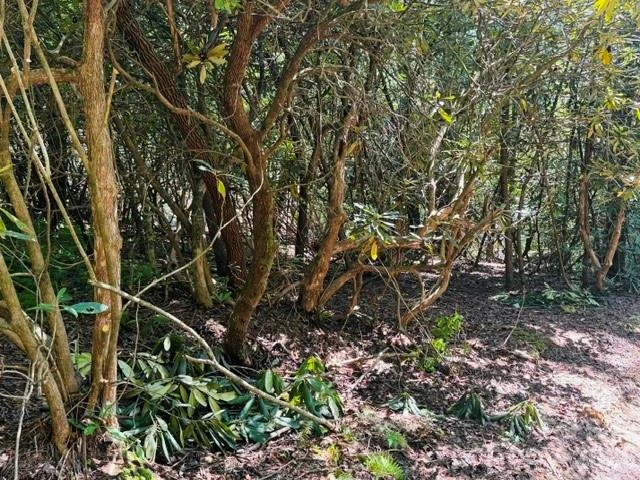 475 Old Little Mountain Road - Photo 13