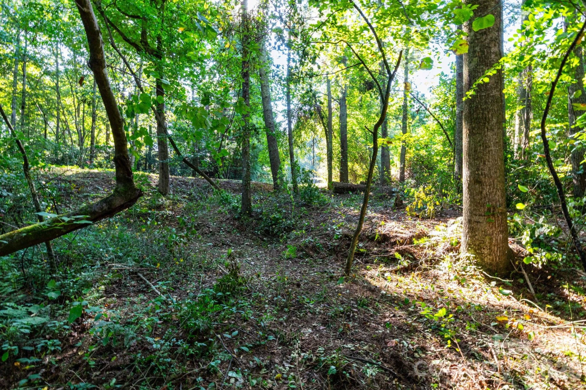 246 Classic Oaks Circle #10 - Photo 6