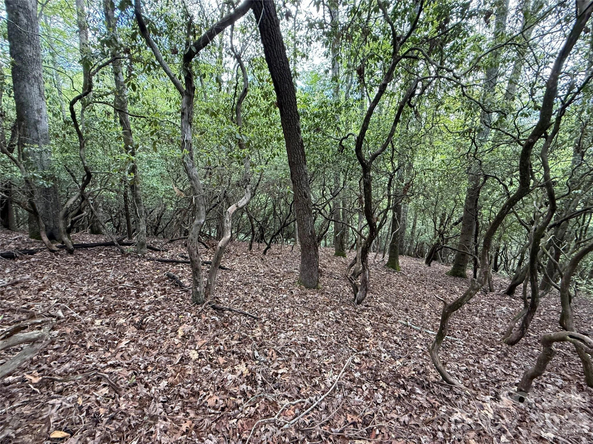 TBD Tellico Trail #42/22 - Photo 6