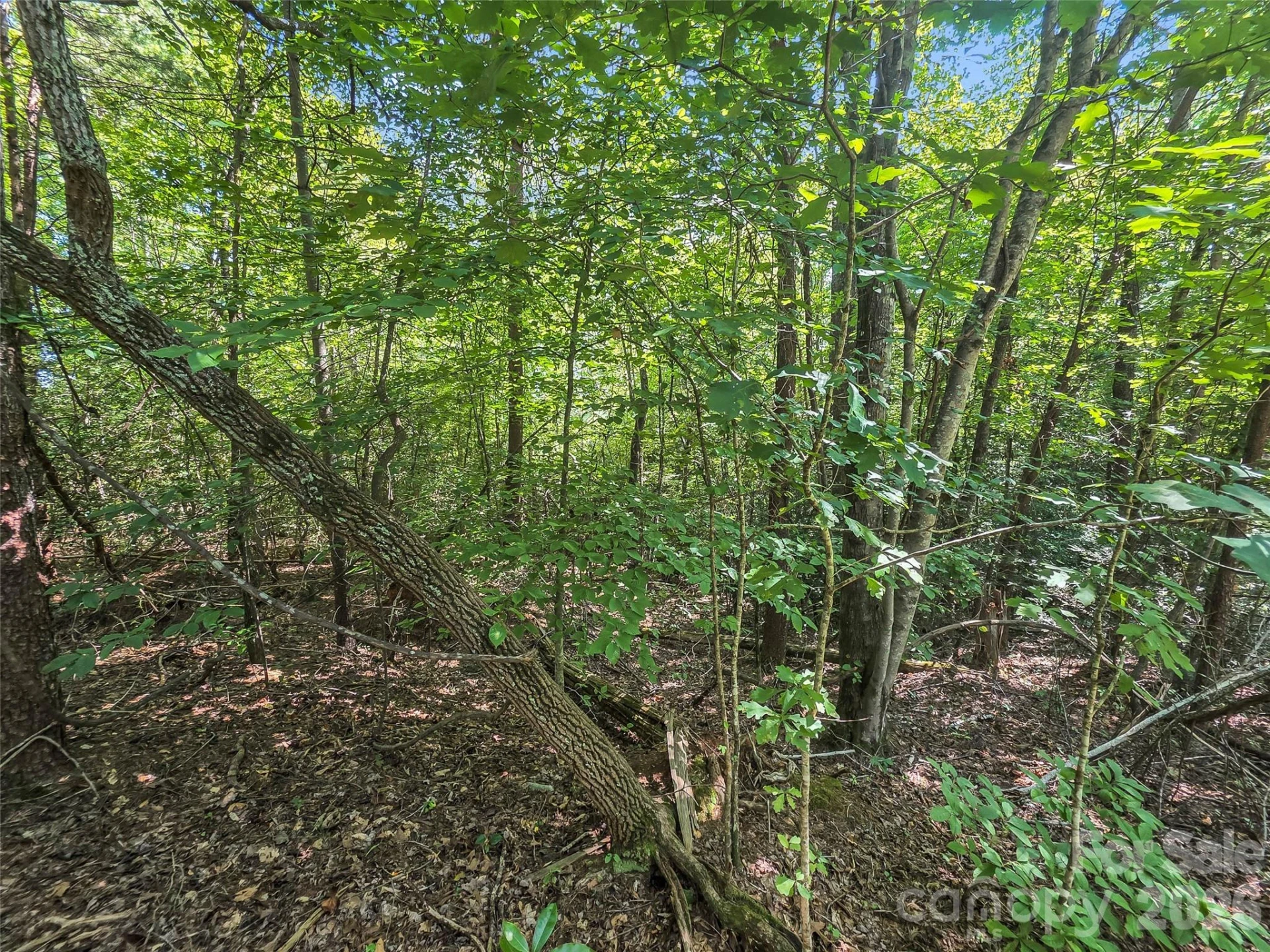 0 Shumont Estates Drive #1 - Photo 7