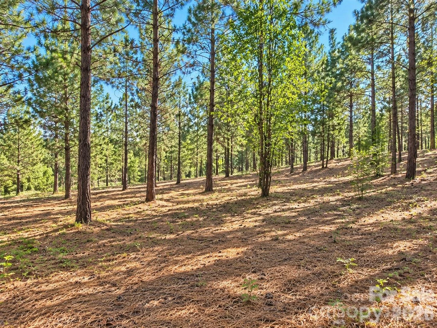 212 Woodset Drive - Photo 6