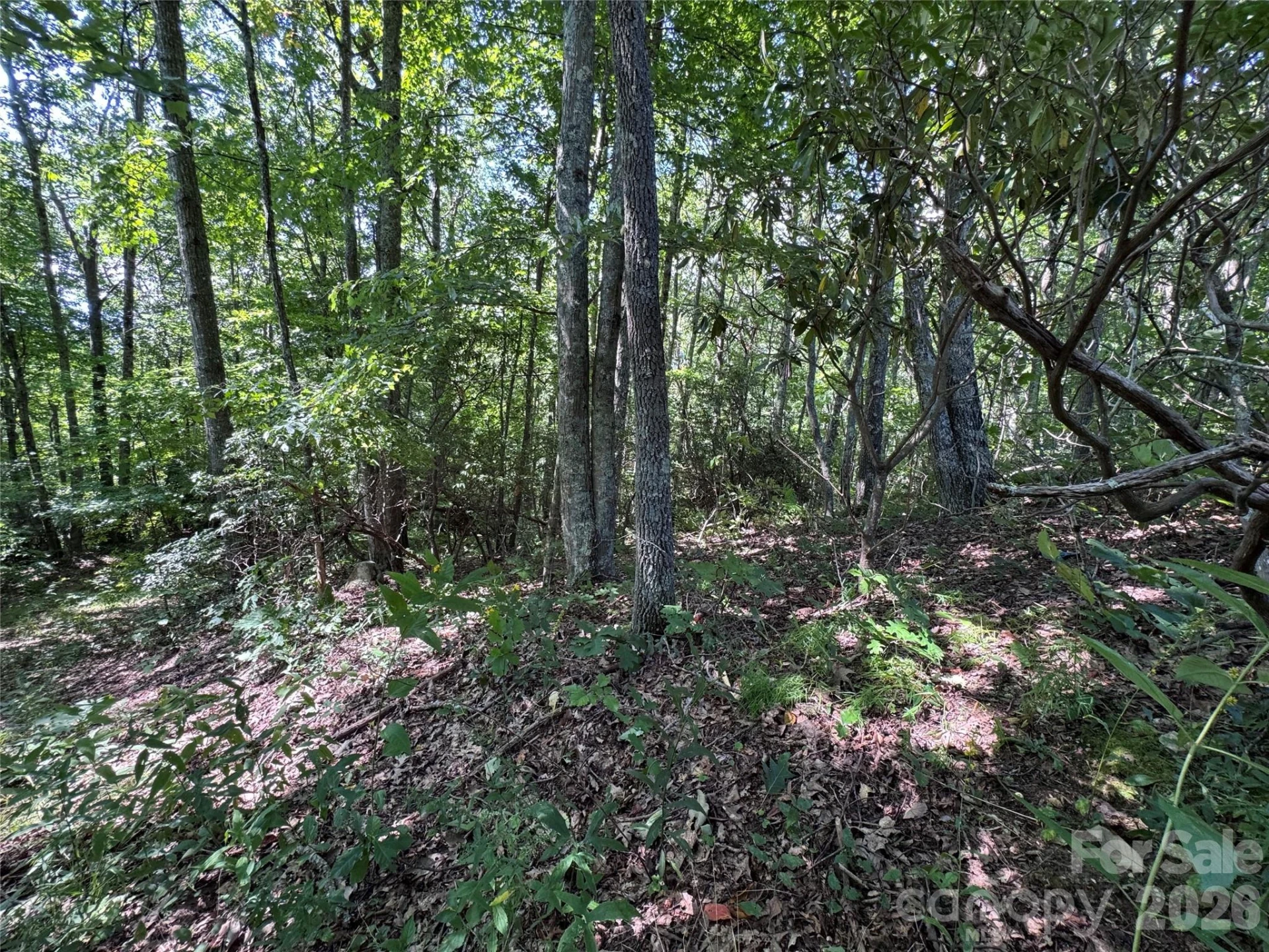 TBD Black Bear Trail - Photo 12
