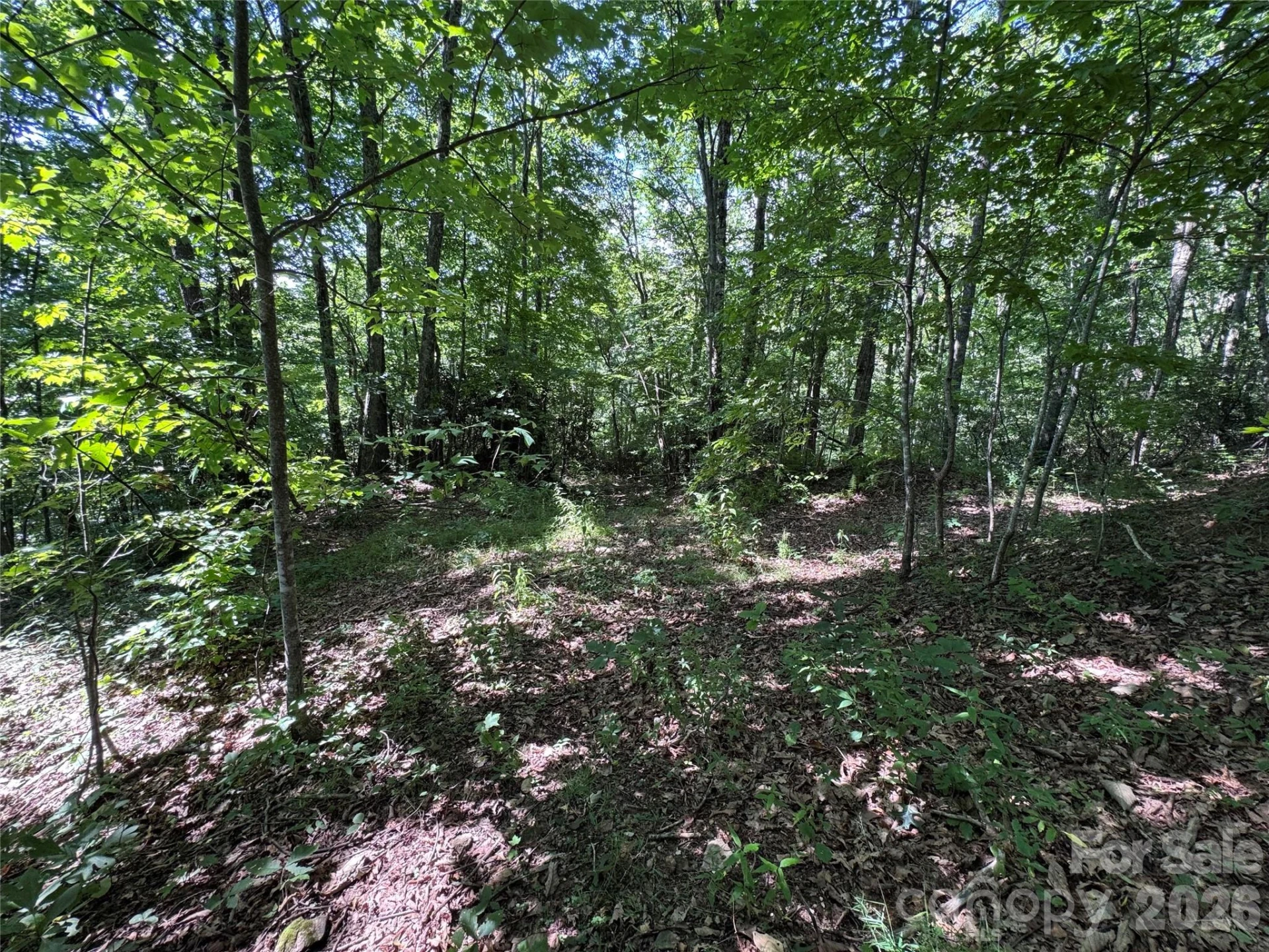 TBD Black Bear Trail - Photo 13