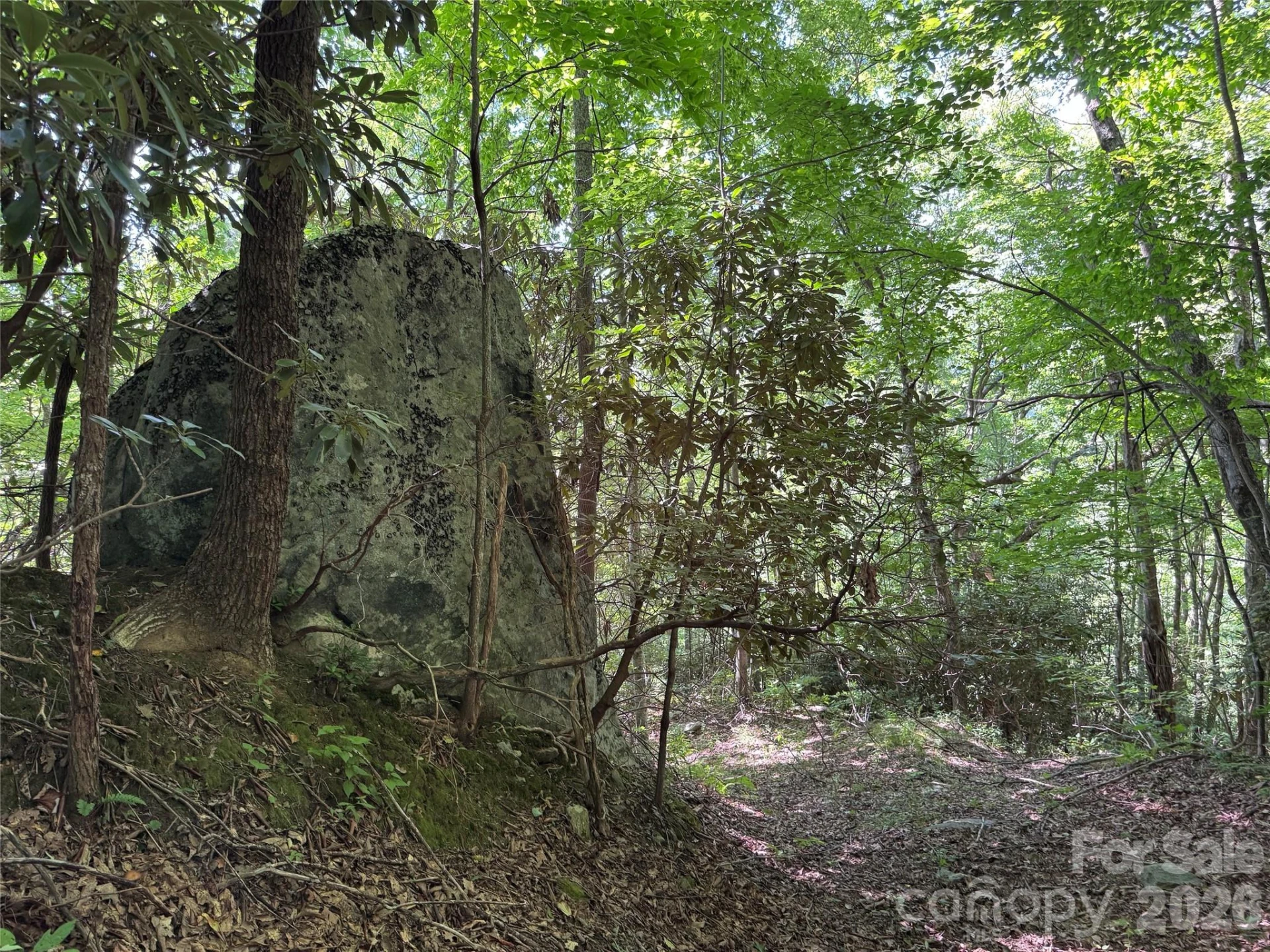TBD Black Bear Trail - Photo 14