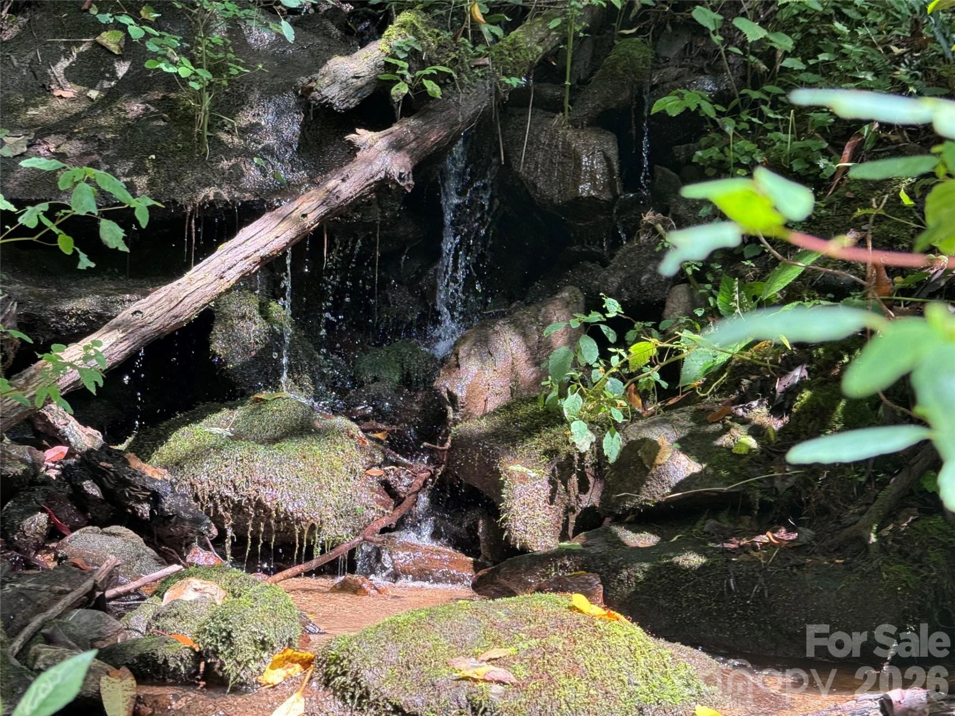 TBD Black Bear Trail - Photo 15