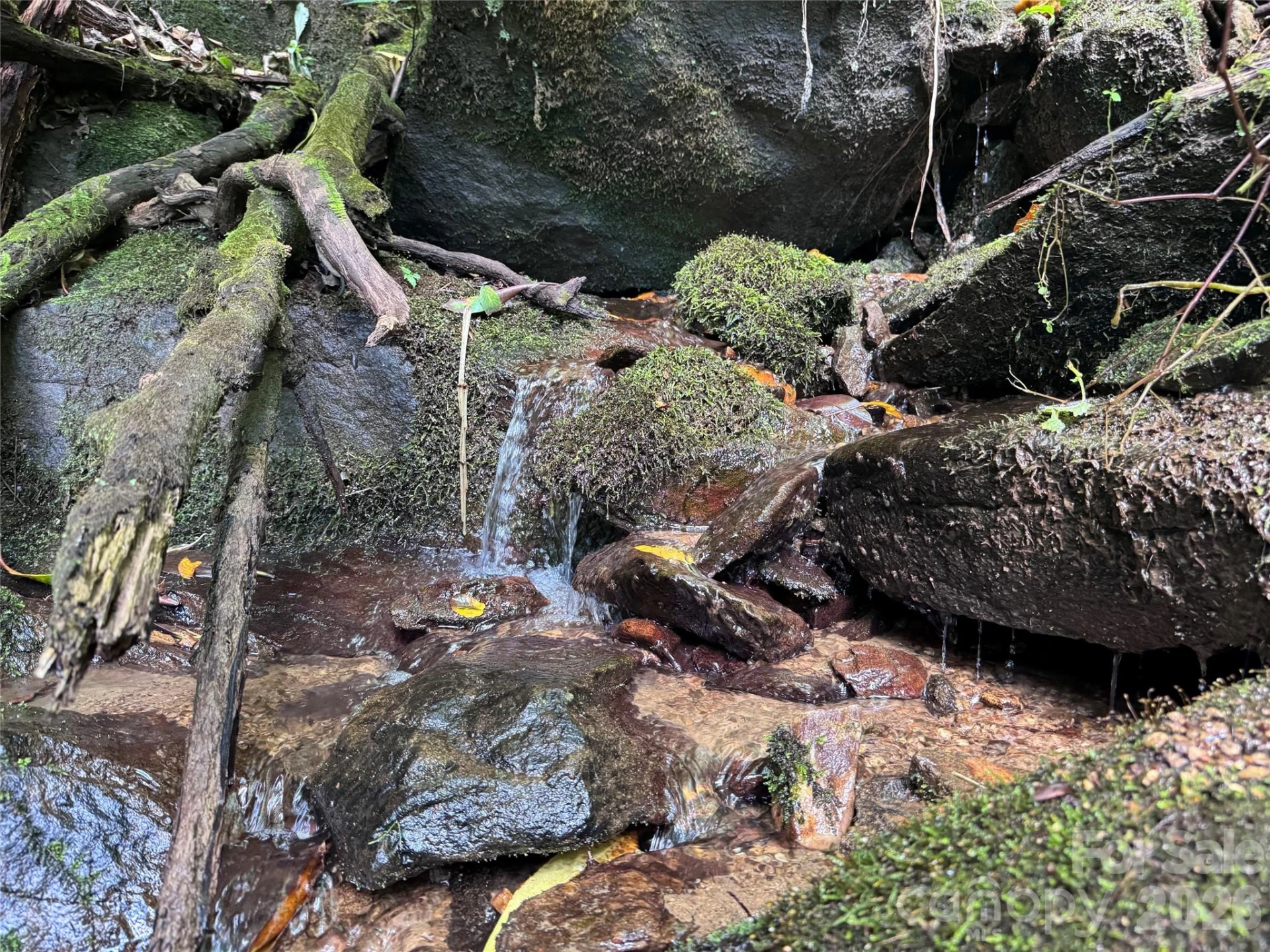 TBD Black Bear Trail - Photo 16