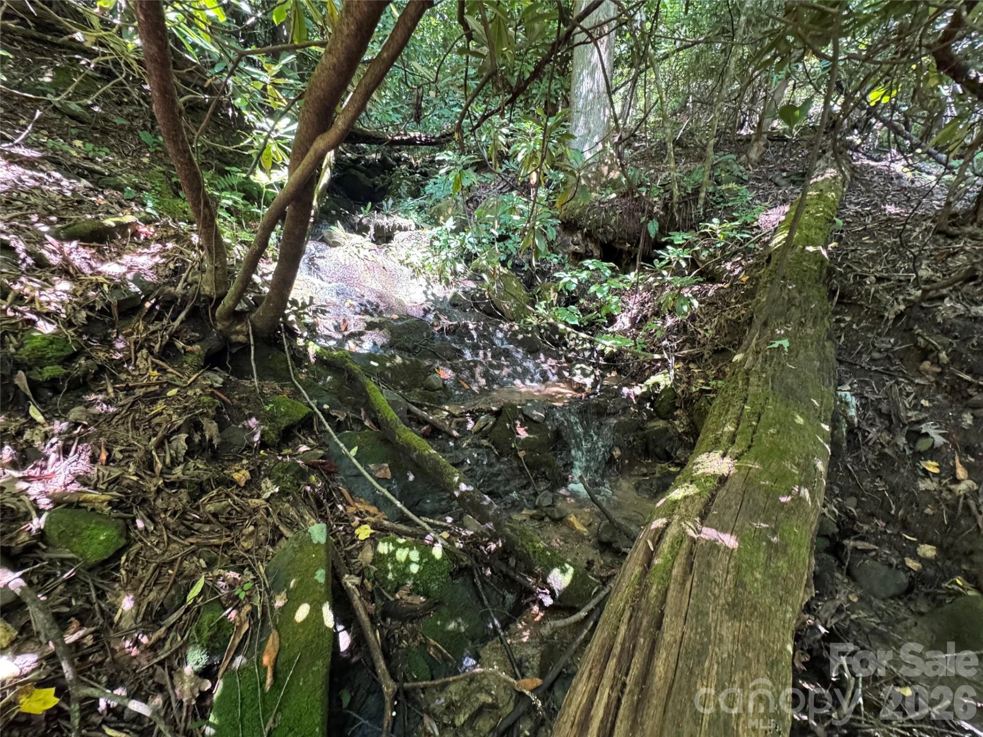 TBD Black Bear Trail - Photo 17